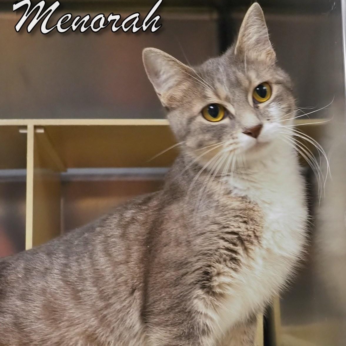 Menorah, adopted, Young Female Domestic Short Hair.