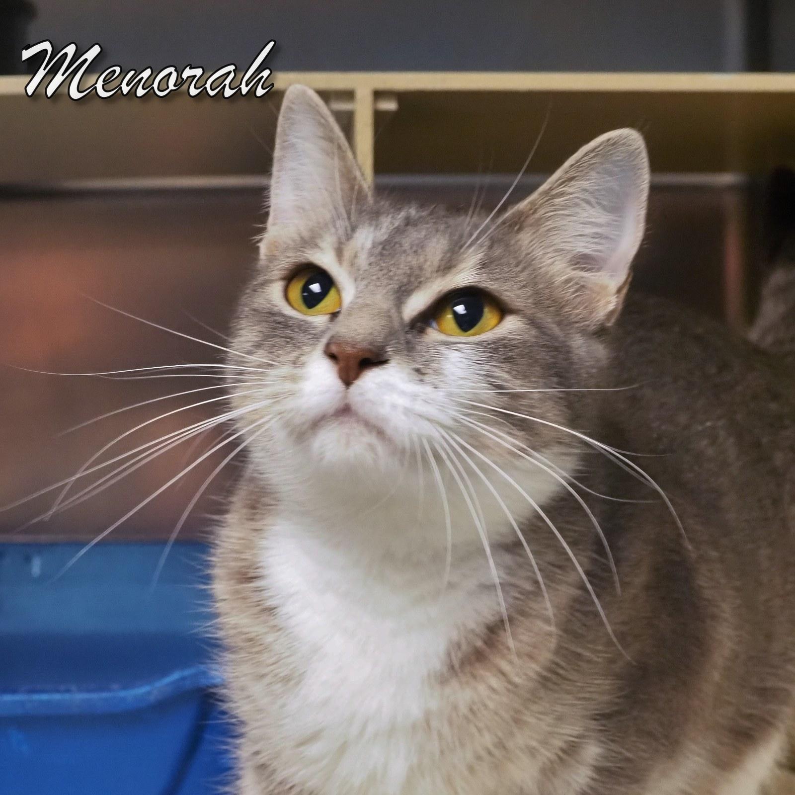 Enlarge Menorah, an adopted mixed breed in Cape May Court House, NJ image 4/4