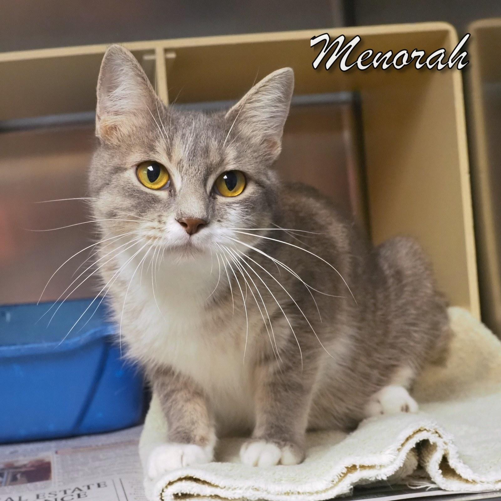 Enlarge Menorah, an adopted mixed breed in Cape May Court House, NJ image 3/4