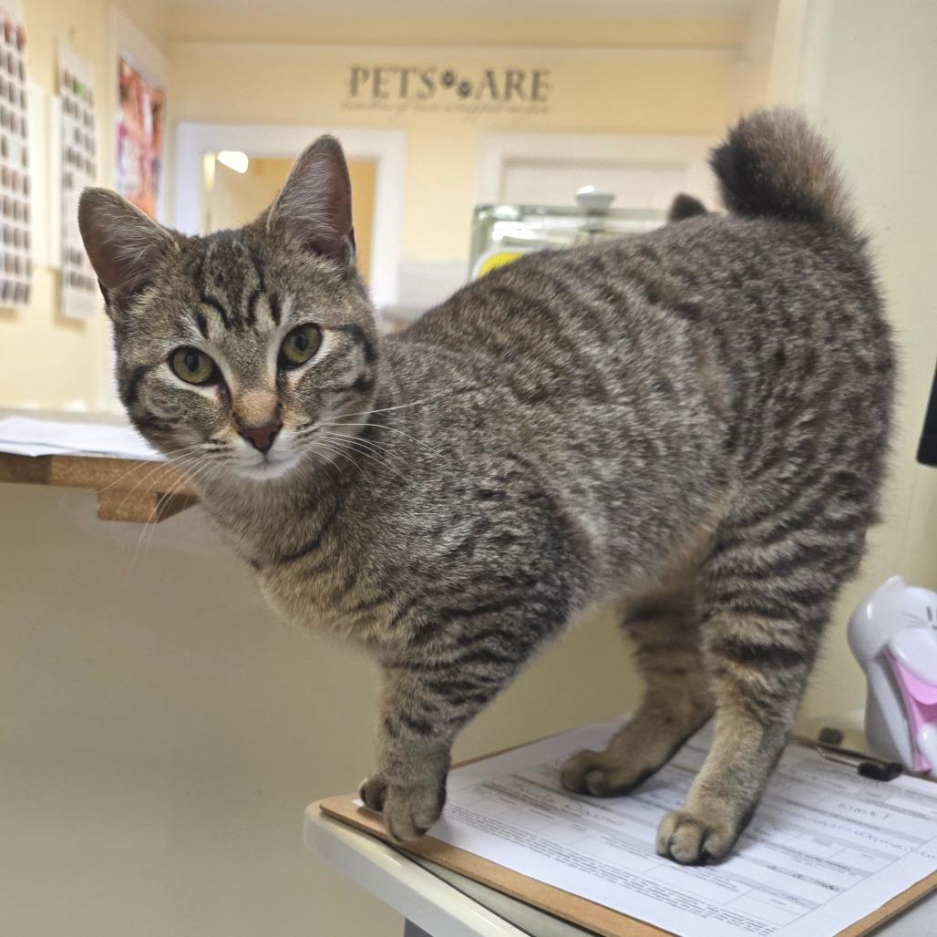 Enlarge Cleopatra, a Adoptable Domestic Short Hair in Newport News, VA image 1/1