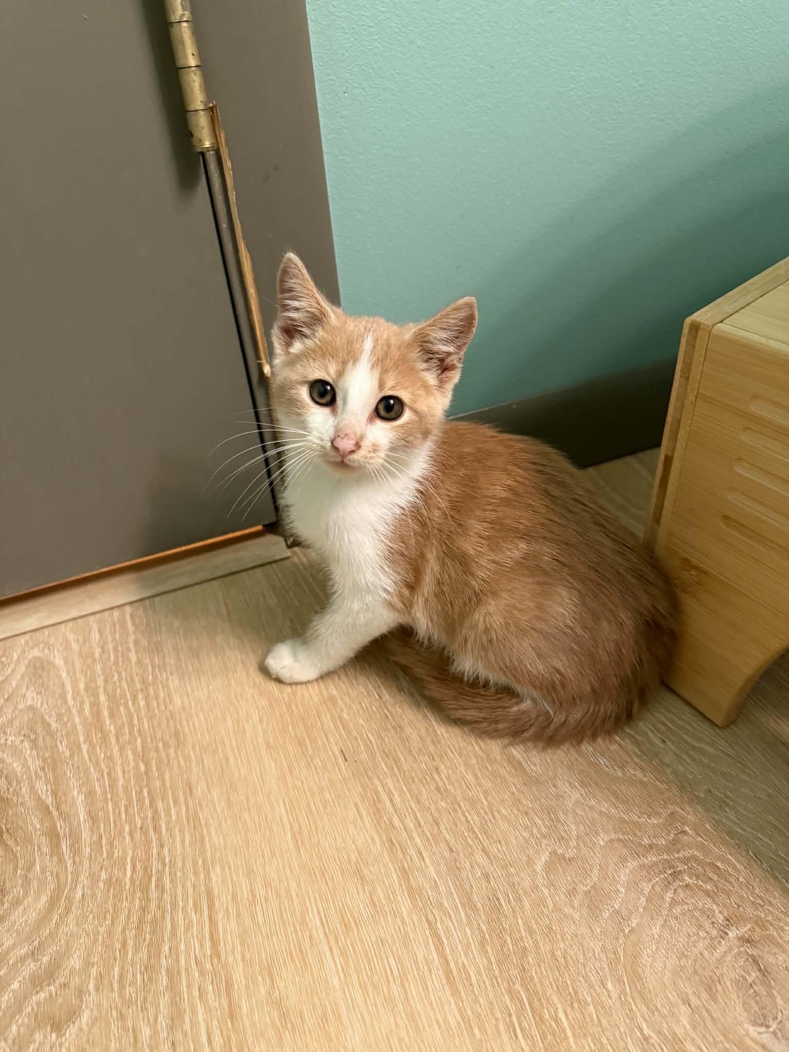 Enlarge Cheese-It, a Adoptable Domestic Short Hair in Port Washington, WI image 1/4