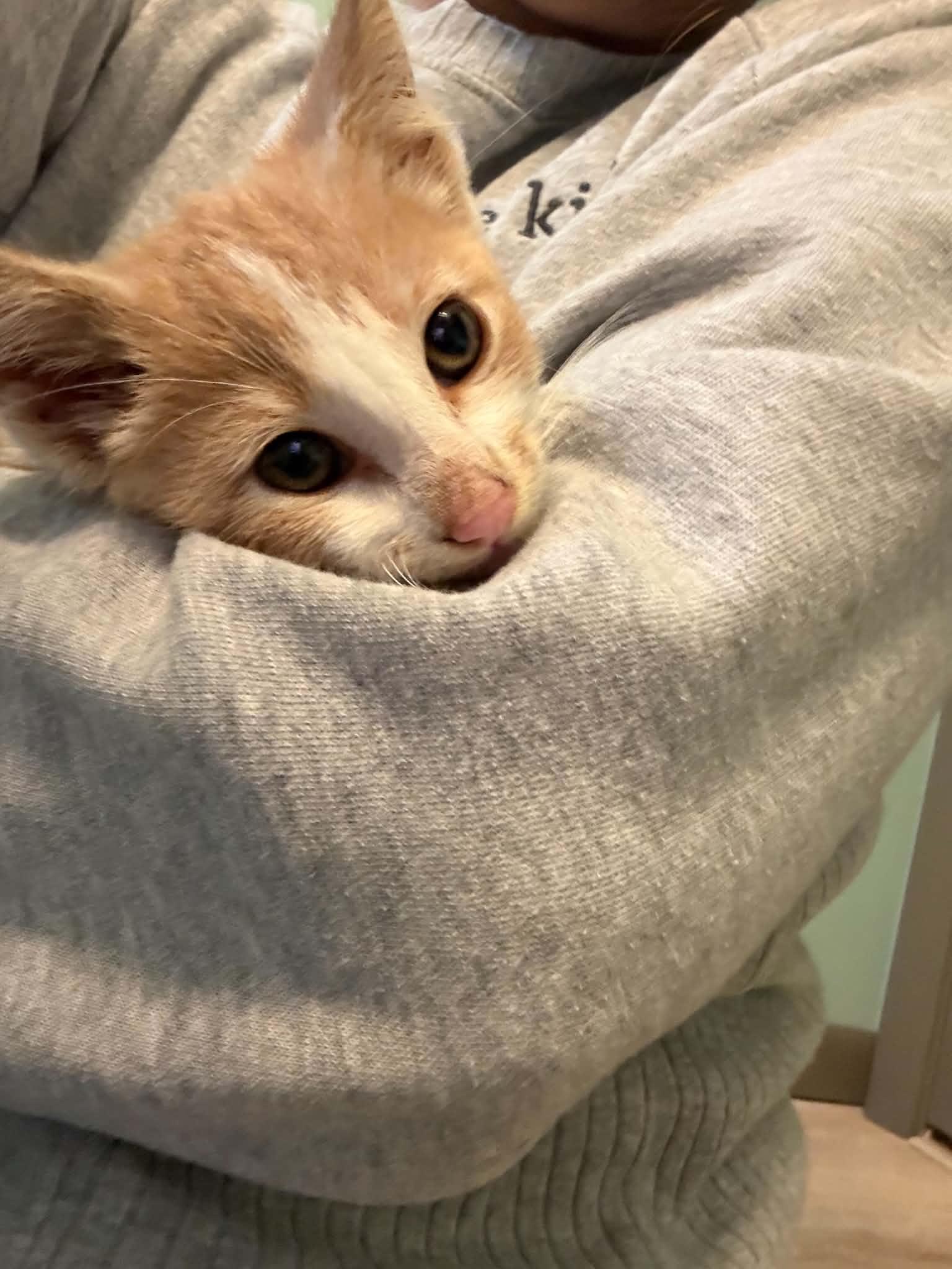 Enlarge Cheese-It, a Adoptable Domestic Short Hair in Port Washington, WI image 3/4