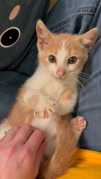 Enlarge Cheese-It, a Adoptable Domestic Short Hair in Port Washington, WI video 2/4
