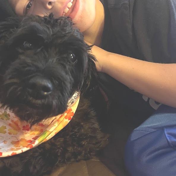 Sparkles D71464, Adoptable, Senior Female Miniature Schnauzer & Miniature Poodle.