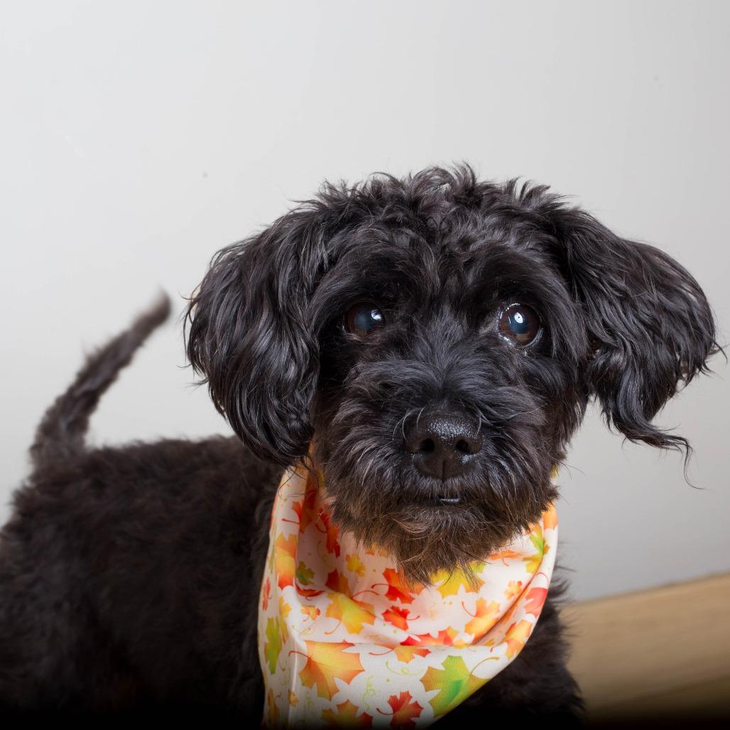 Enlarge Sparkles D71464, a Adoptable mixed breed in Minnetonka, MN image 2/6