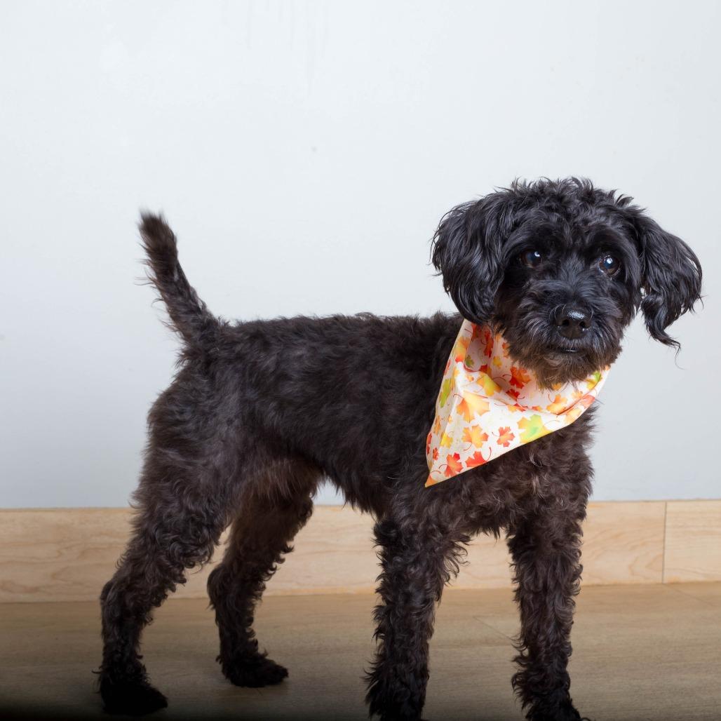 Enlarge Sparkles D71464, a Adoptable mixed breed in Minnetonka, MN image 4/6
