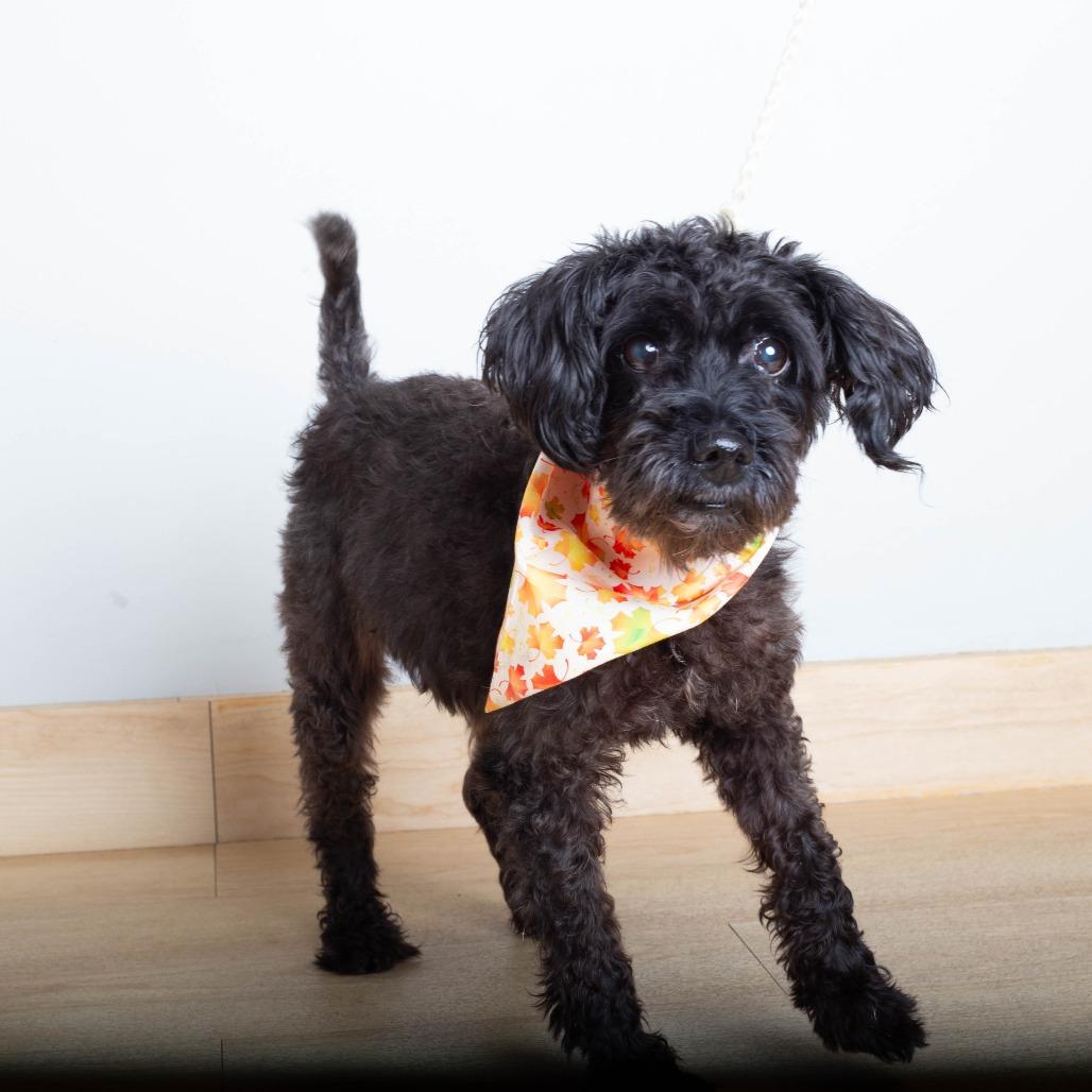 Enlarge Sparkles D71464, a Adoptable mixed breed in Minnetonka, MN image 5/6