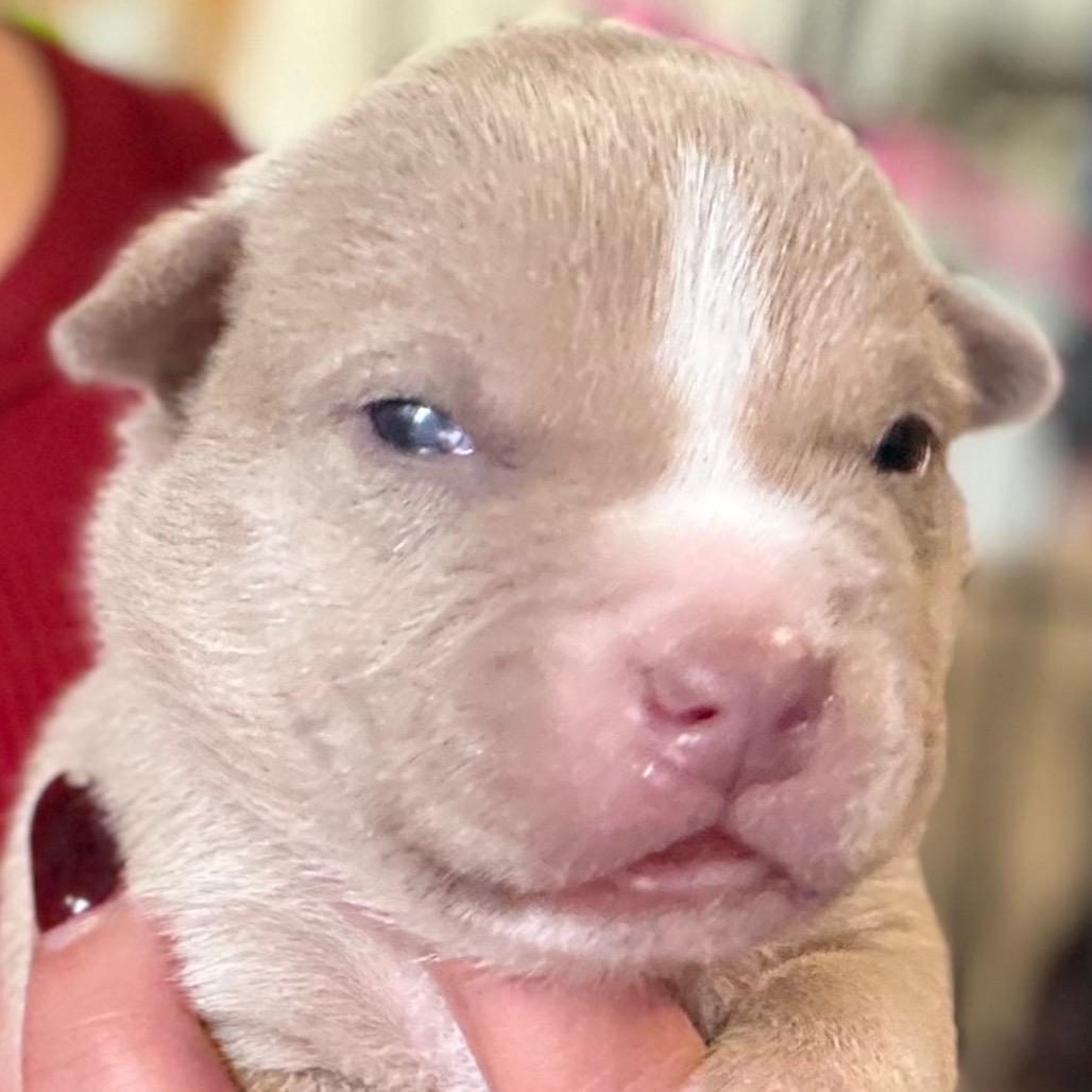 Atlas - red, Adoptable, Puppy Male Anatolian Shepherd & Dutch Shepherd.