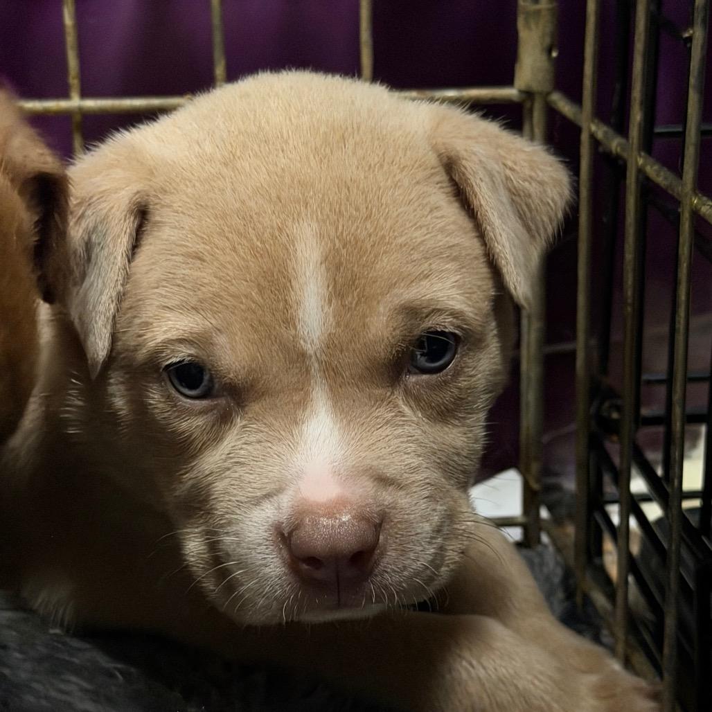 Atlas - red, a Adoptable mixed breed in Greenfield, IN image 2/2