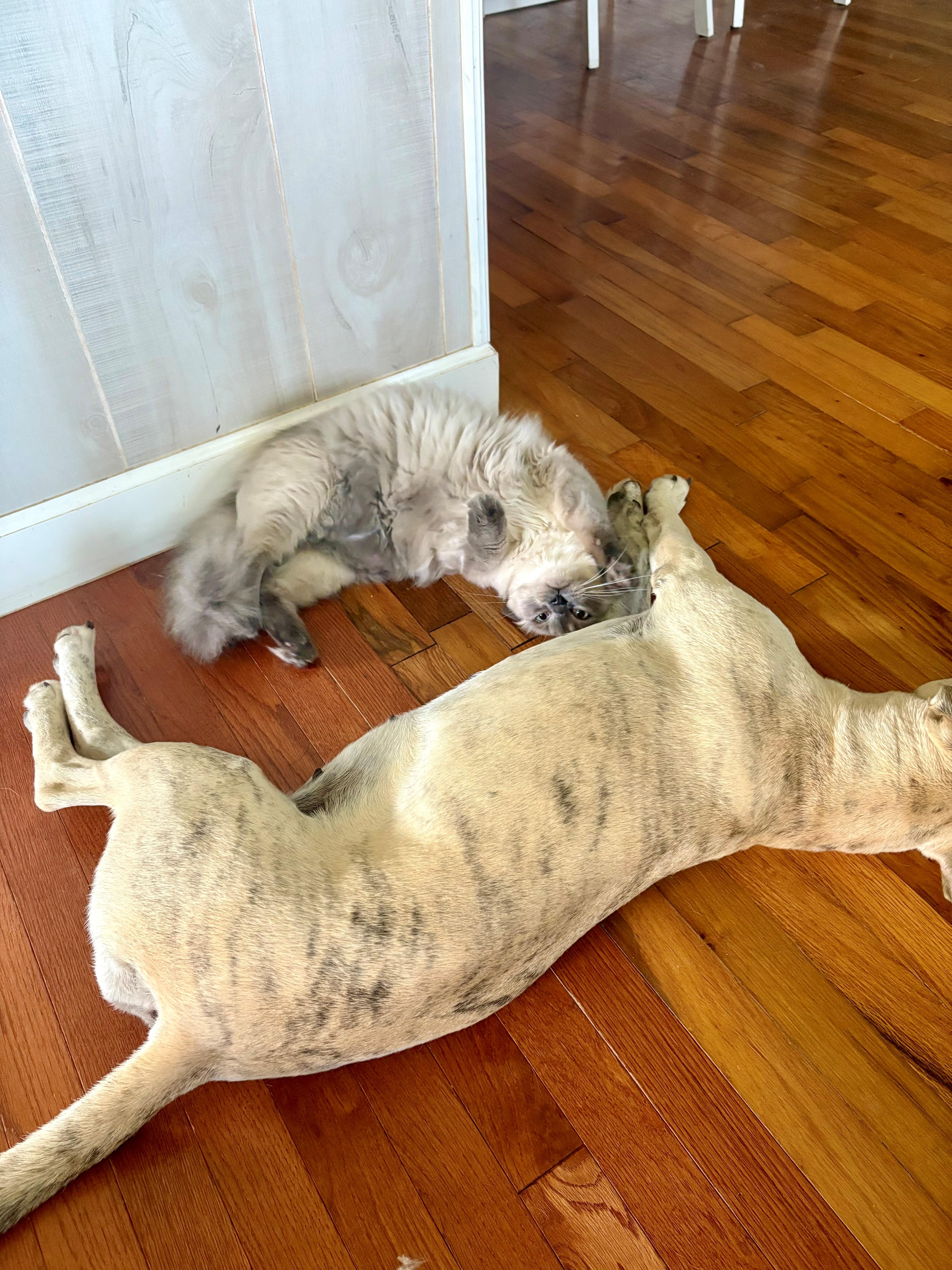 Linus — thumbnail 3