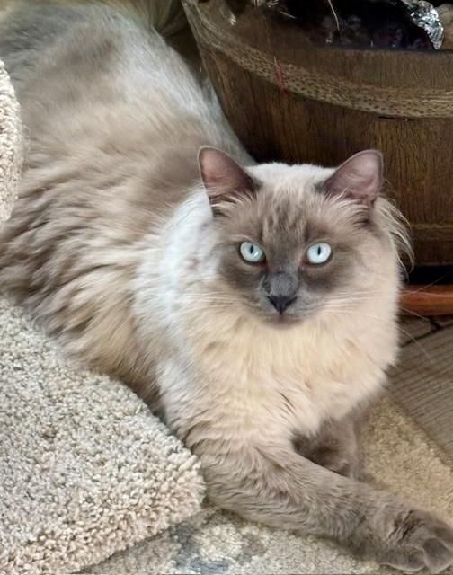 Linus — thumbnail 4