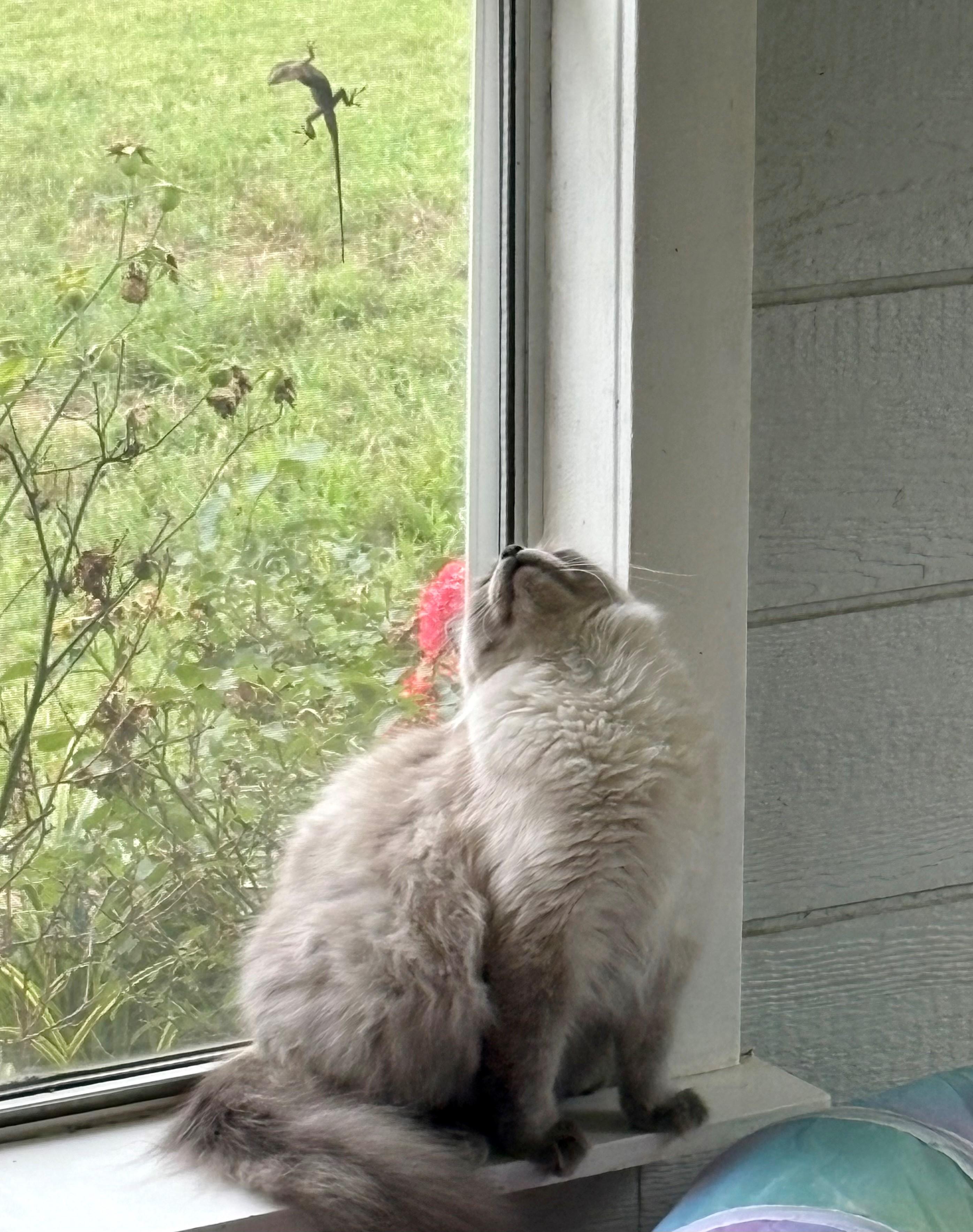 Linus — thumbnail 5