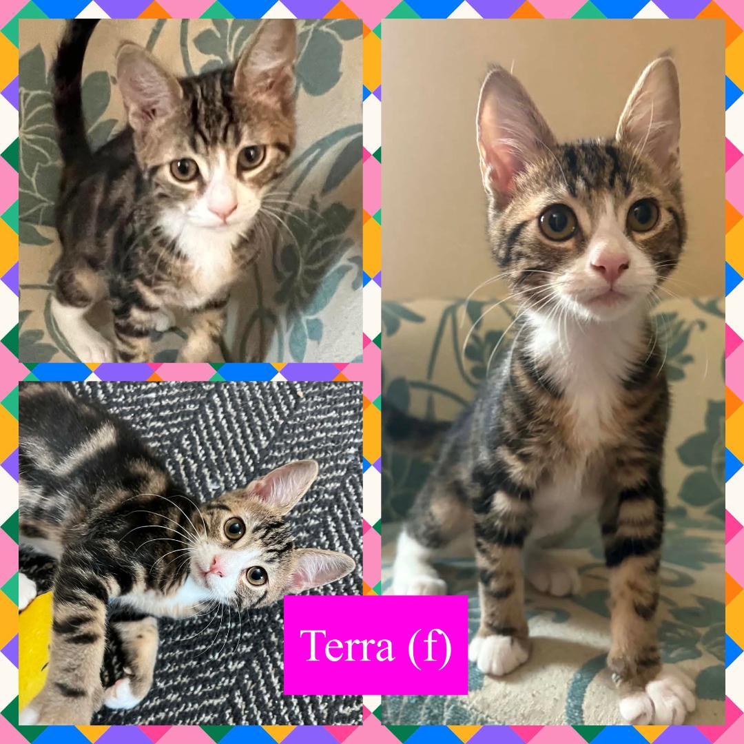 Terra, ADOPTABLE, Kitten Female Domestic Short Hair.