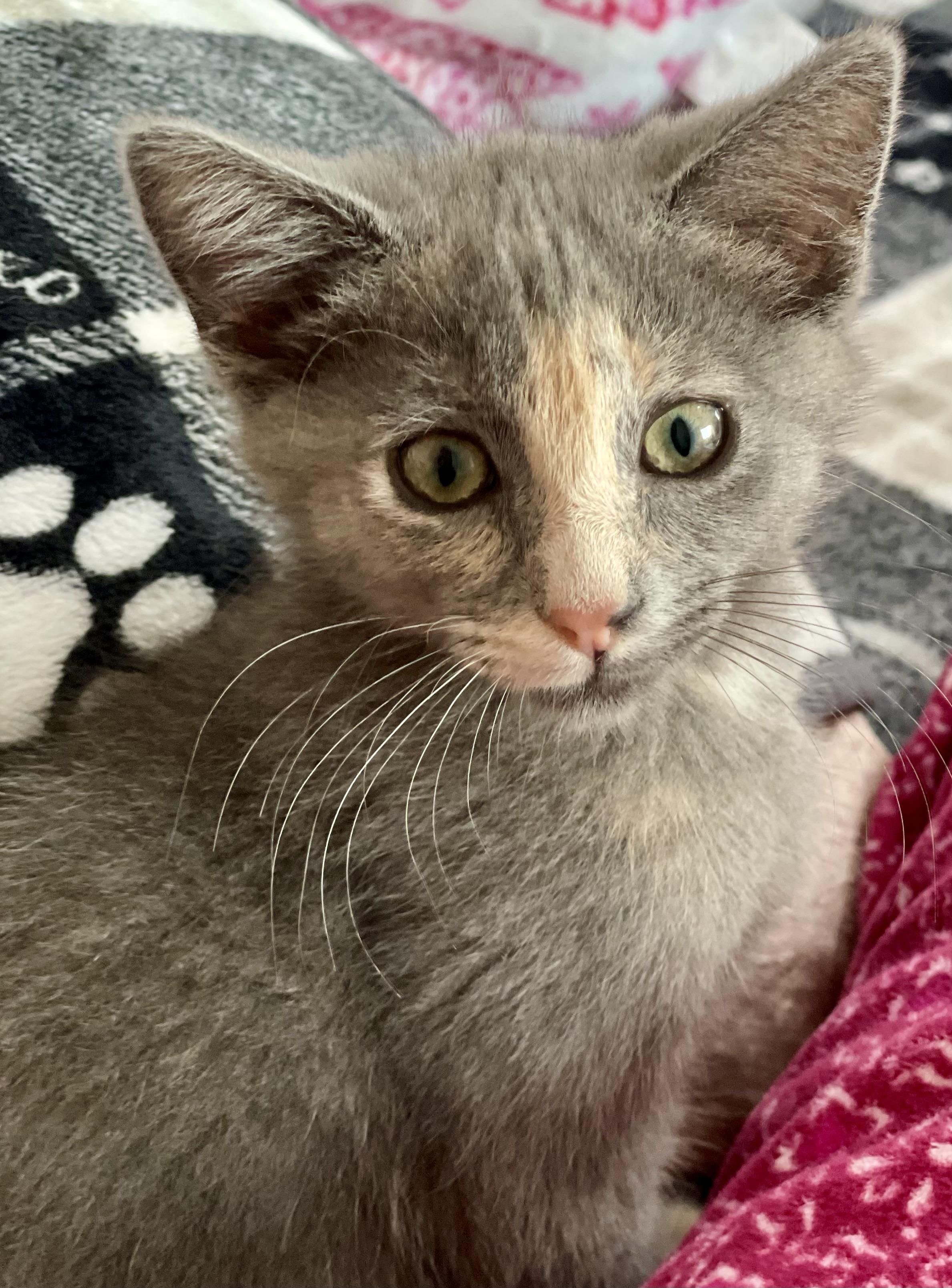 Meowgarita, Baby Female Dilute Tortoiseshell