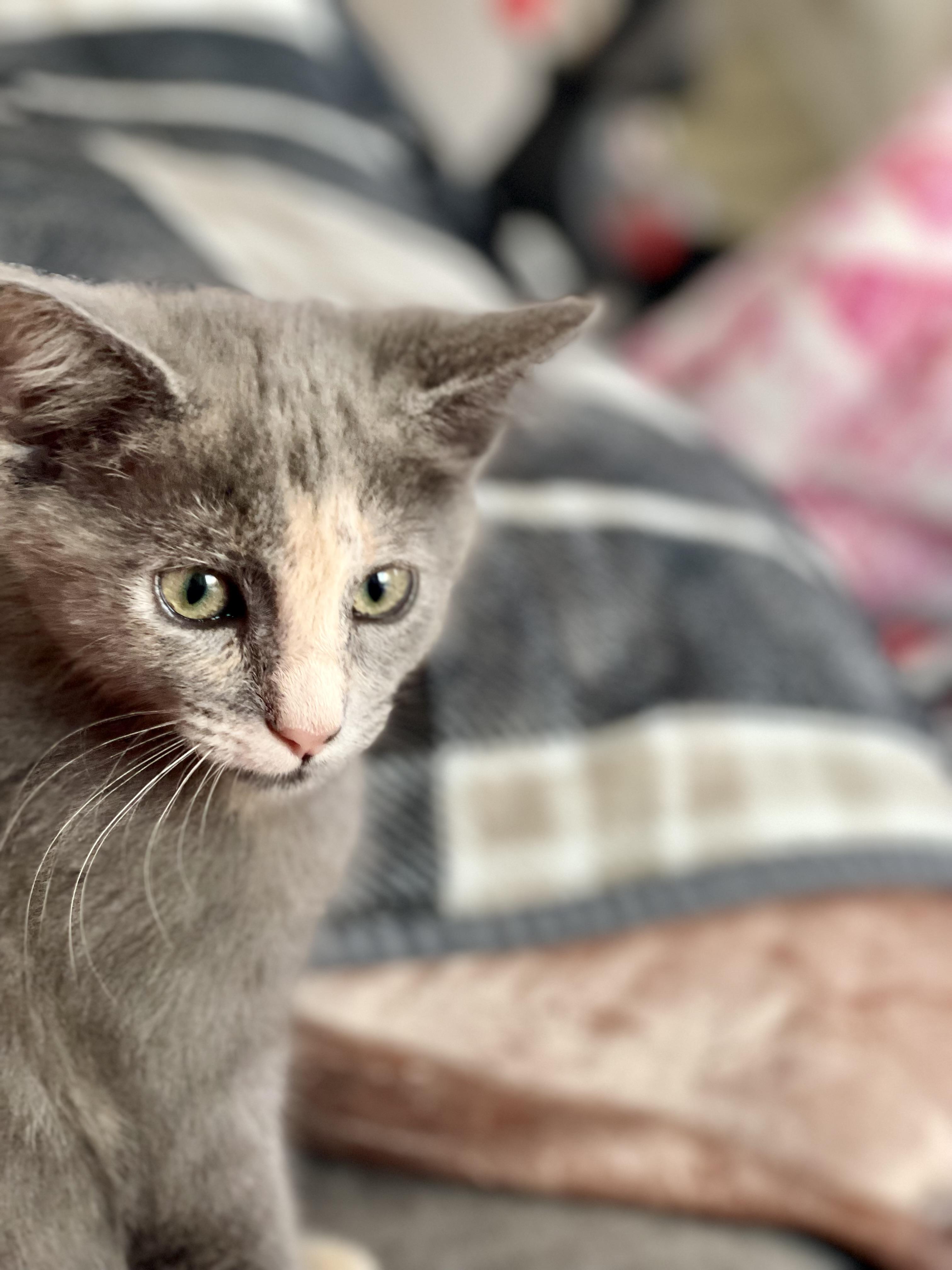 Meowgarita photo 6