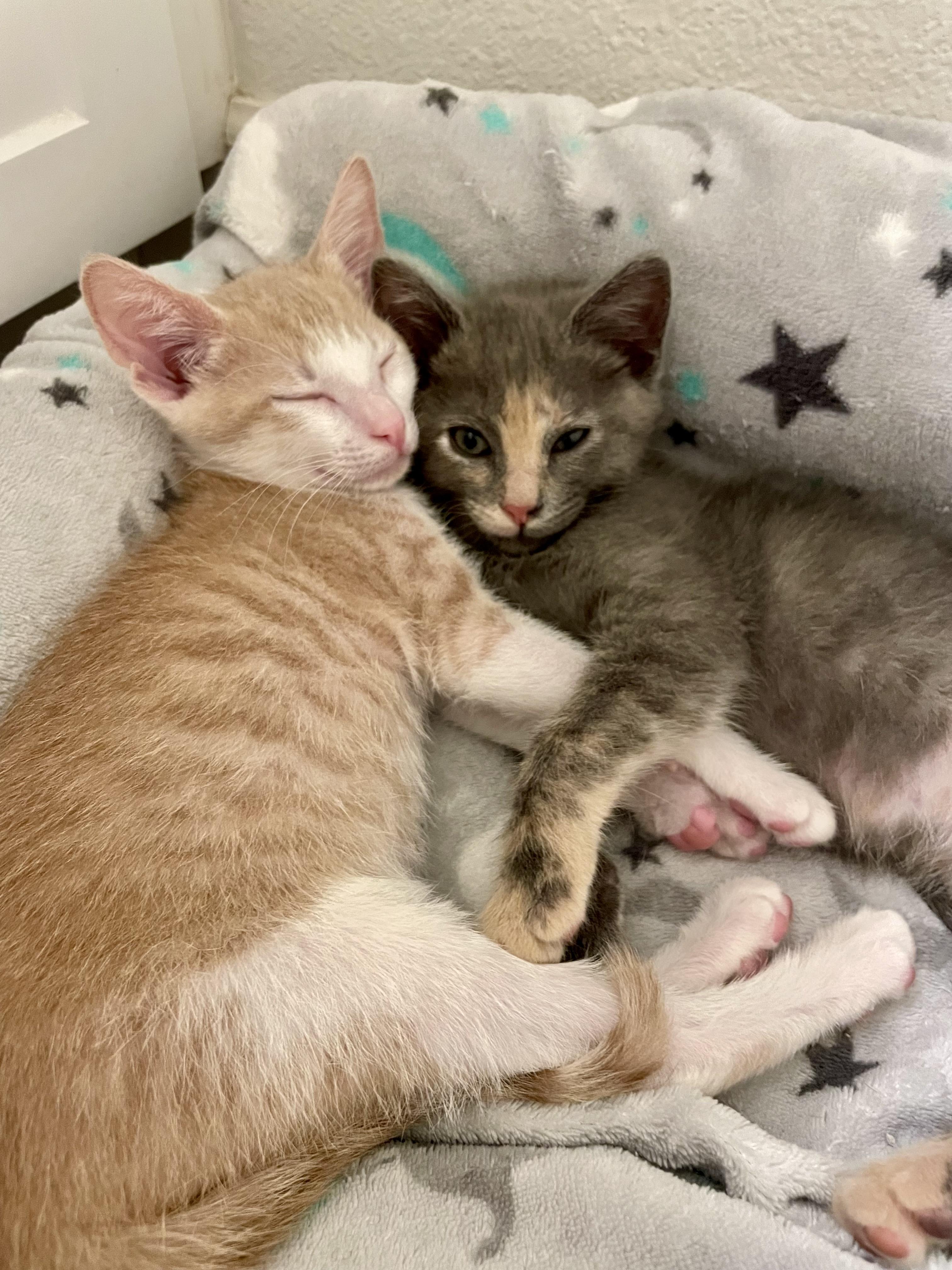 Meowgarita photo 4