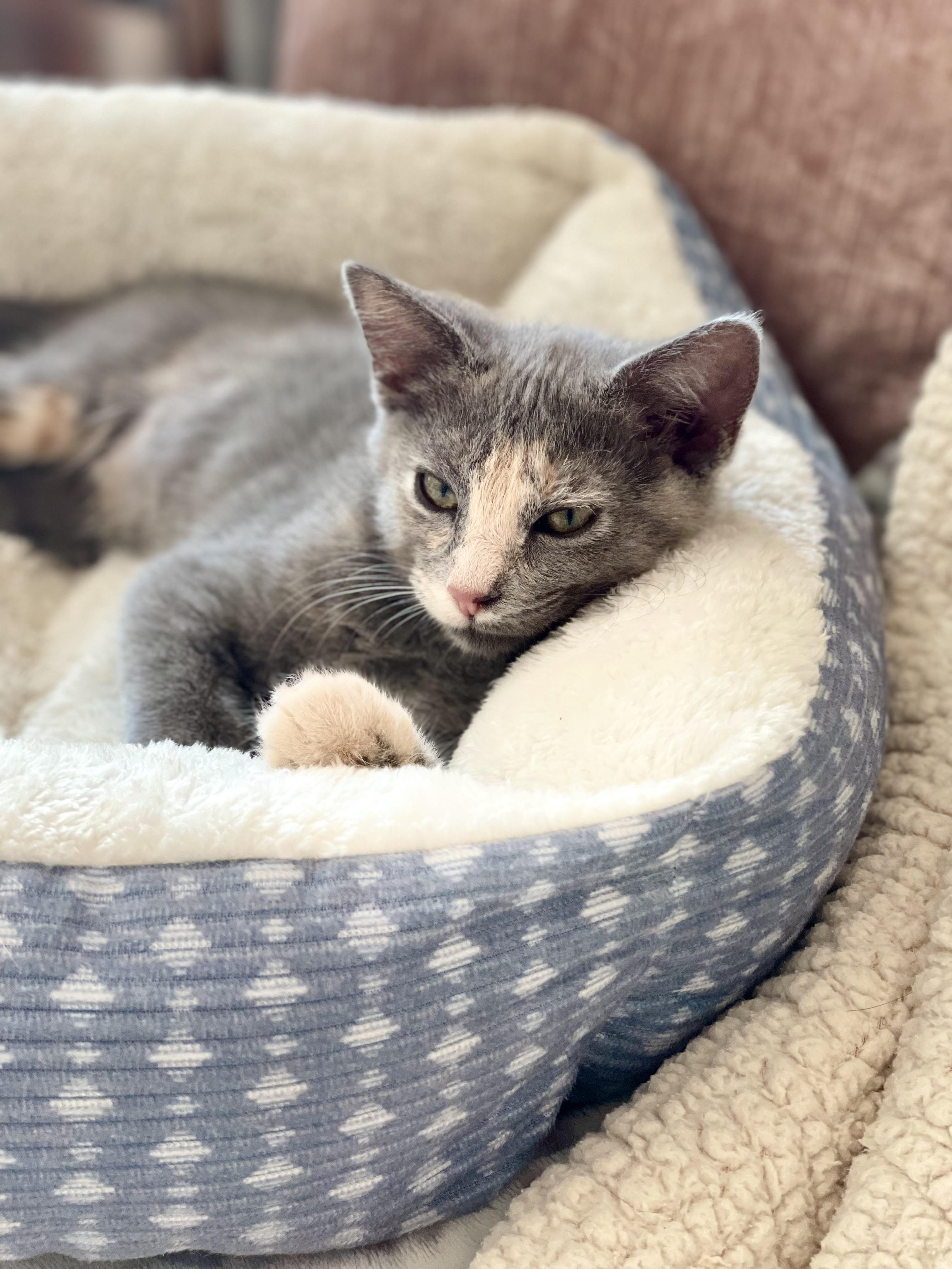 Meowgarita photo 2