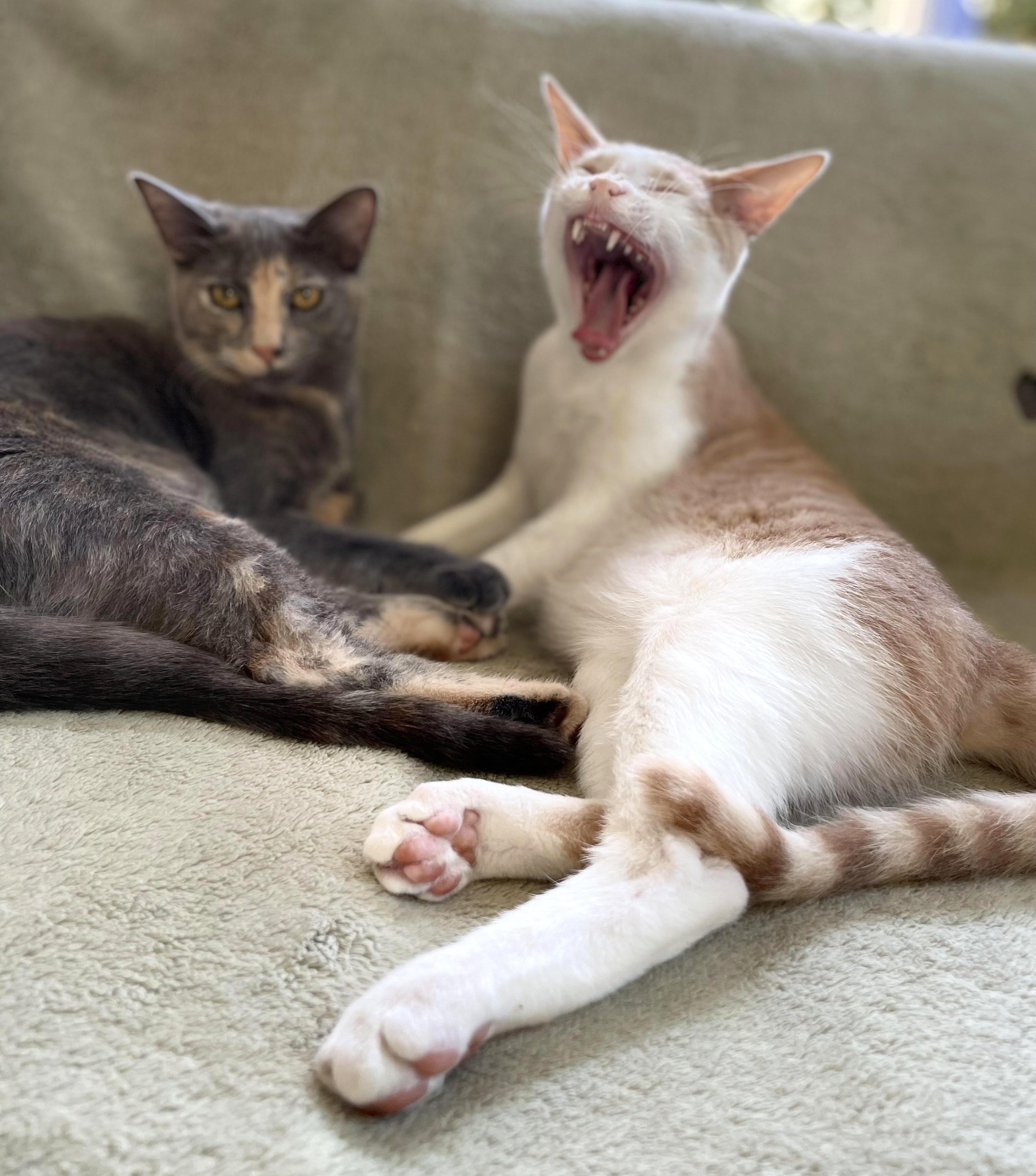 Meowgarita thumbnail 2