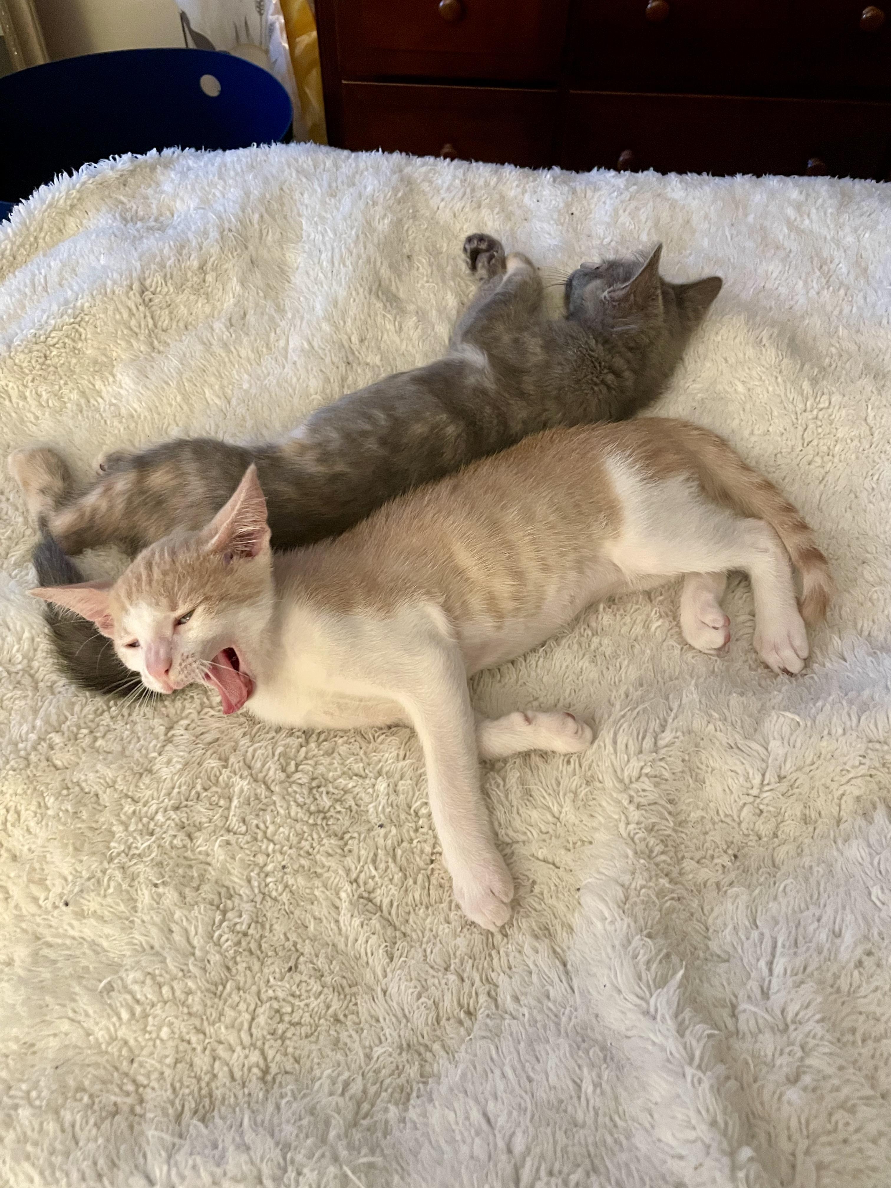 Meowgarita photo 5