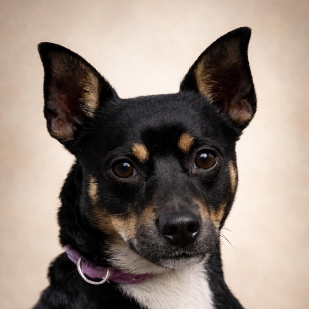 King, Adoptable, Adult Male Corgi & Dachshund.