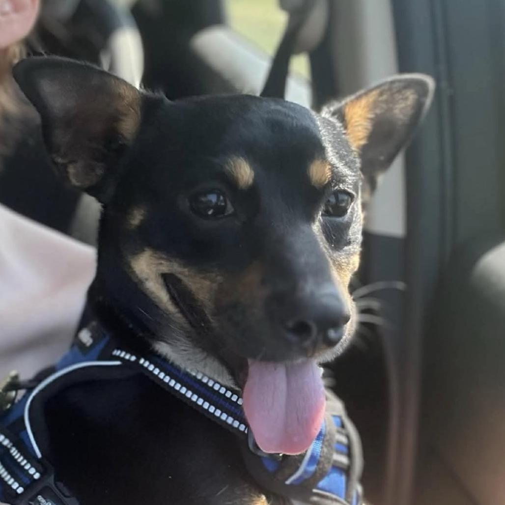 King, a Adoptable mixed breed in Jacksonville, FL image 2/2