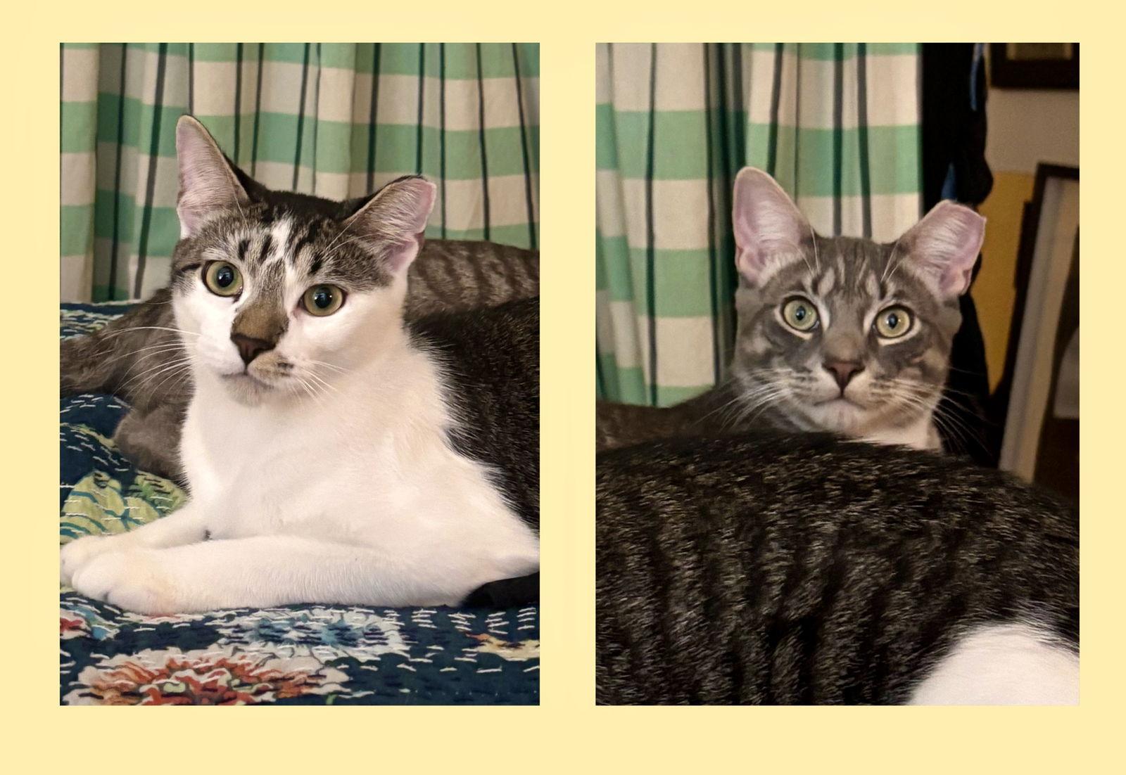 Enlarge Sweet Cheeks and Toots, a Adoptable Domestic Short Hair in Brooklyn, NY image 1/3