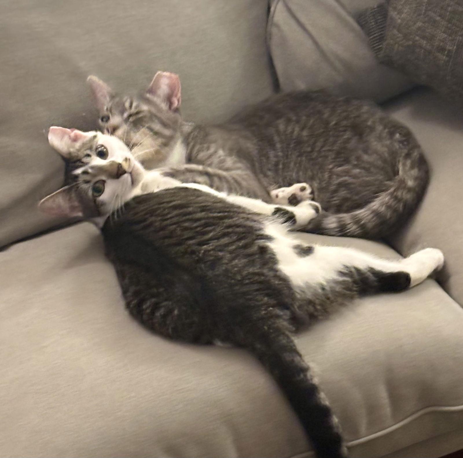 Enlarge Sweet Cheeks and Toots, a Adoptable Domestic Short Hair in Brooklyn, NY image 2/3