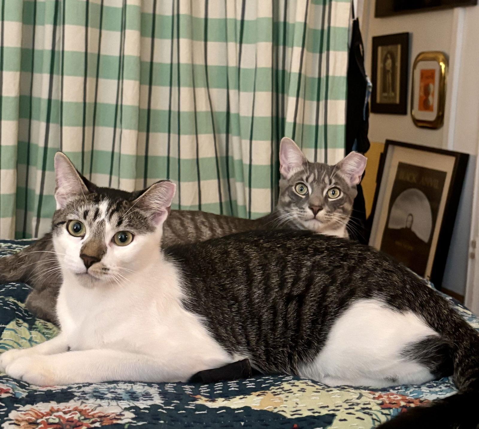 Enlarge Sweet Cheeks and Toots, a Adoptable Domestic Short Hair in Brooklyn, NY image 3/3