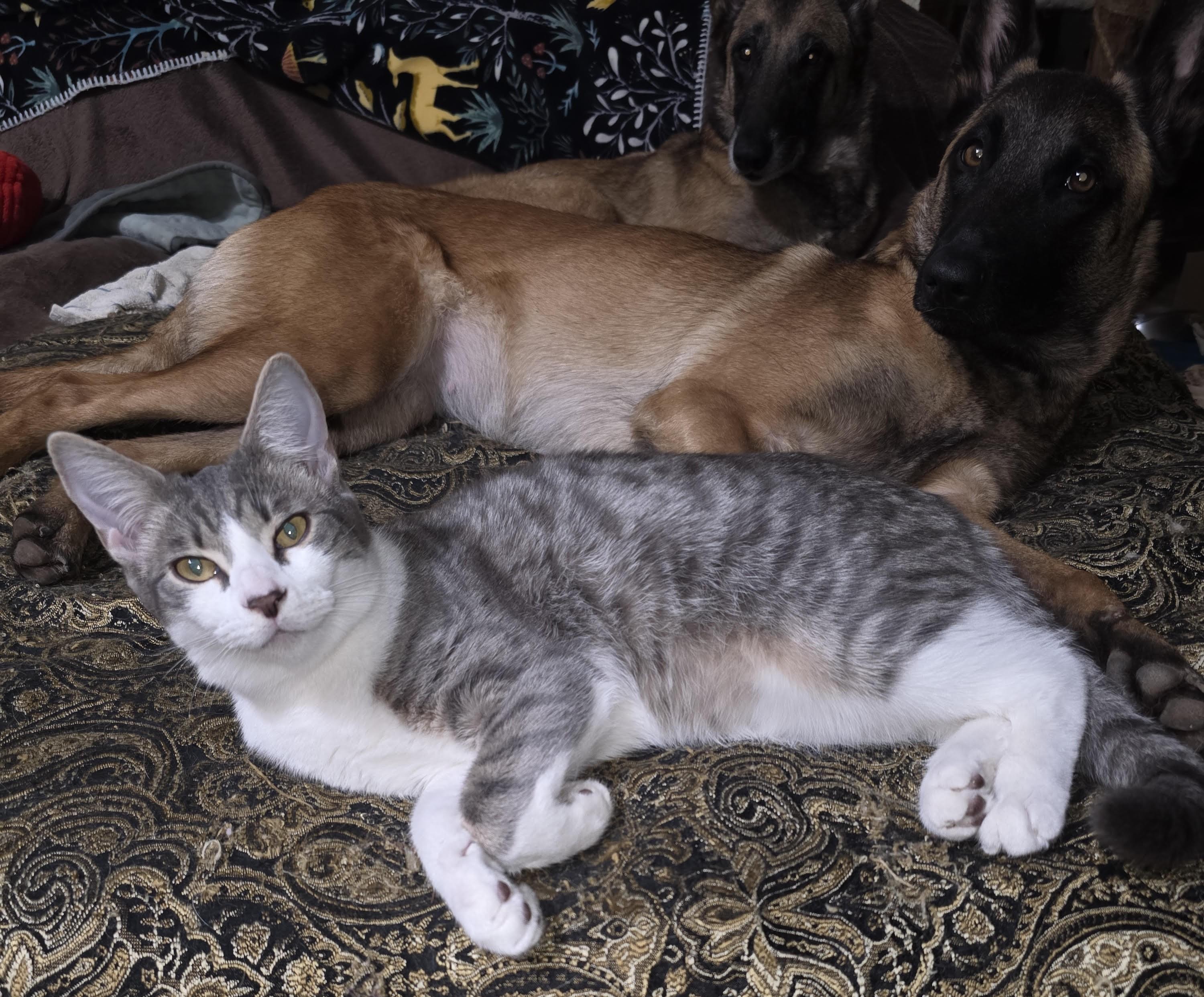 Enlarge Ziggy (with Possum), a ADOPTABLE Domestic Short Hair in Silverton, OR image 2/4