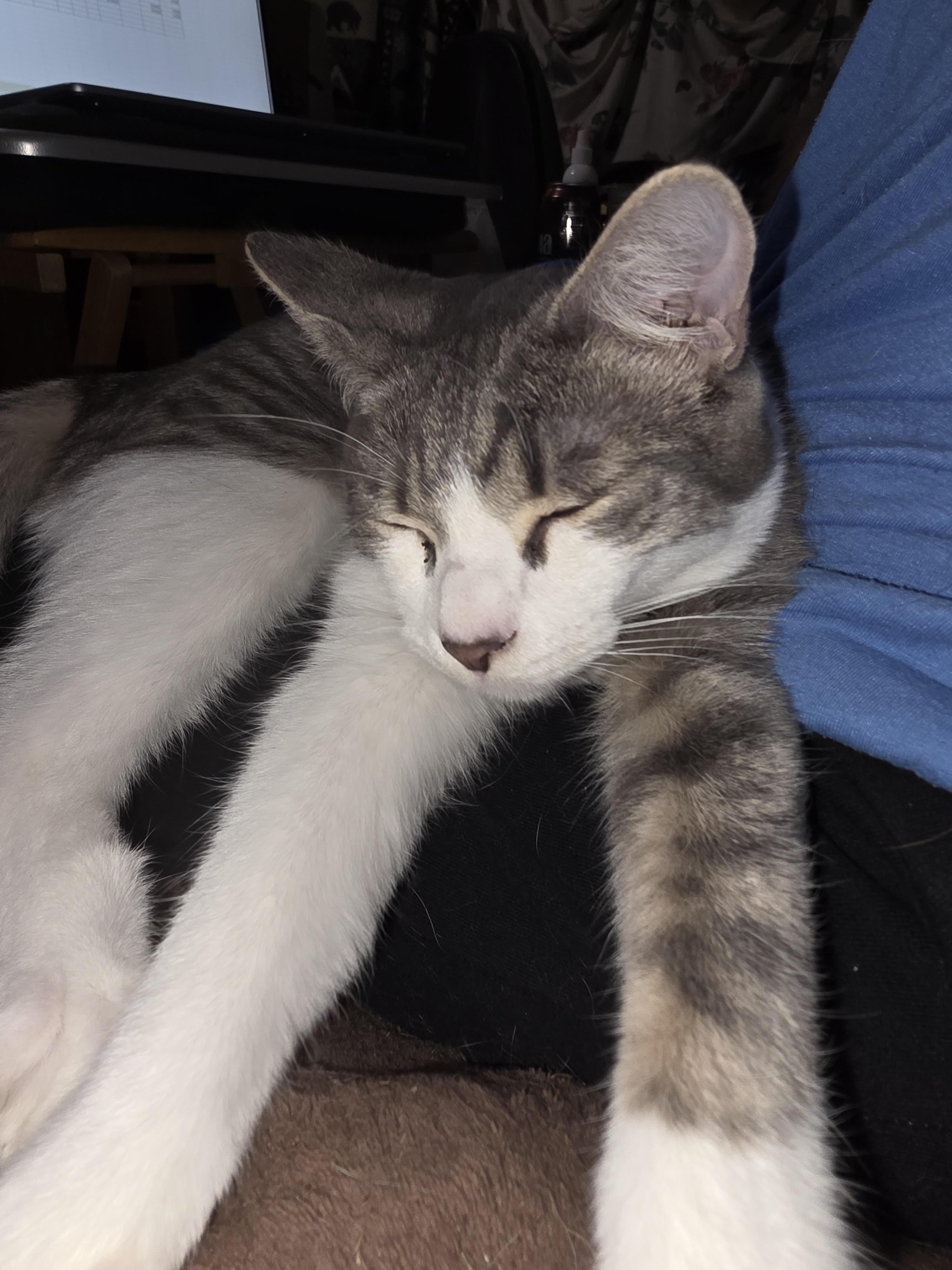 Enlarge Ziggy (with Possum), a ADOPTABLE Domestic Short Hair in Silverton, OR image 3/4