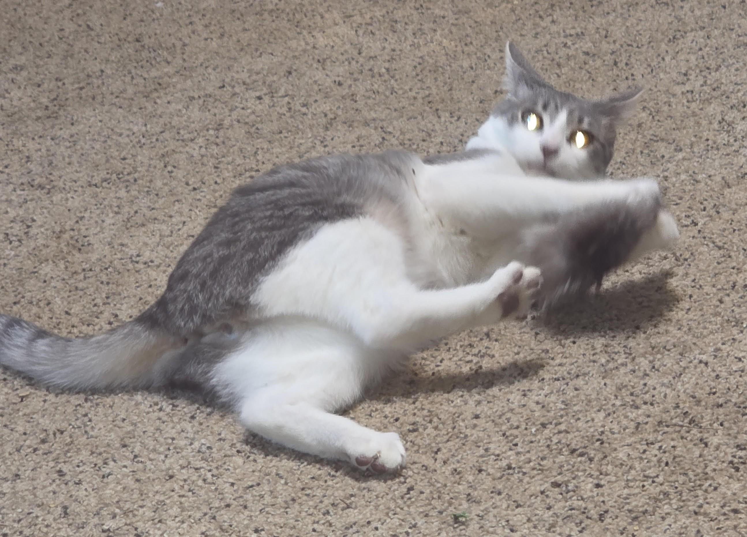 Enlarge Ziggy (with Possum), a ADOPTABLE Domestic Short Hair in Silverton, OR image 4/4