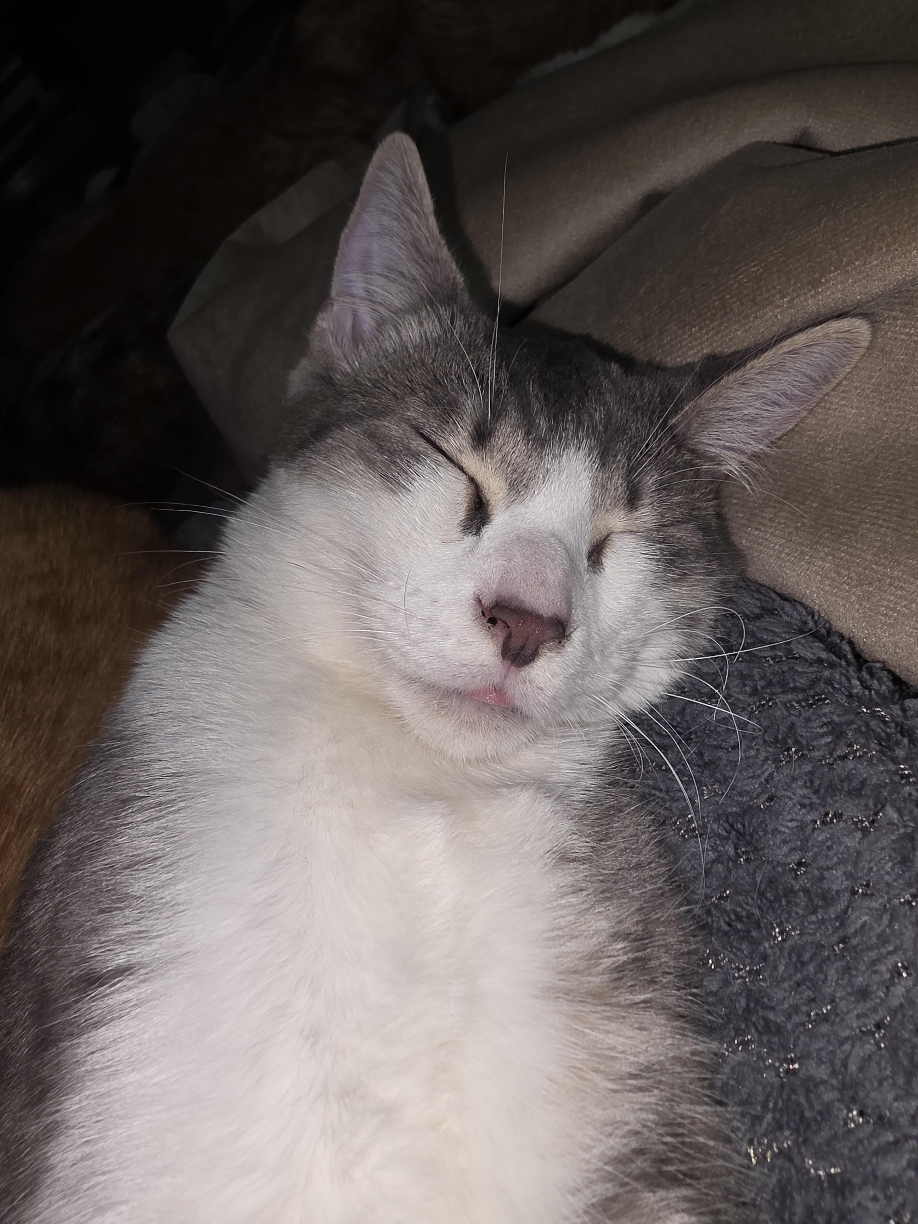 Ziggy (with Possum), ADOPTABLE, Kitten Female Domestic Short Hair.