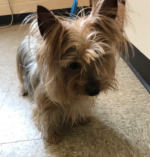 Xander, a Adopted Yorkshire Terrier in Windsor Locks, CT image 1/2