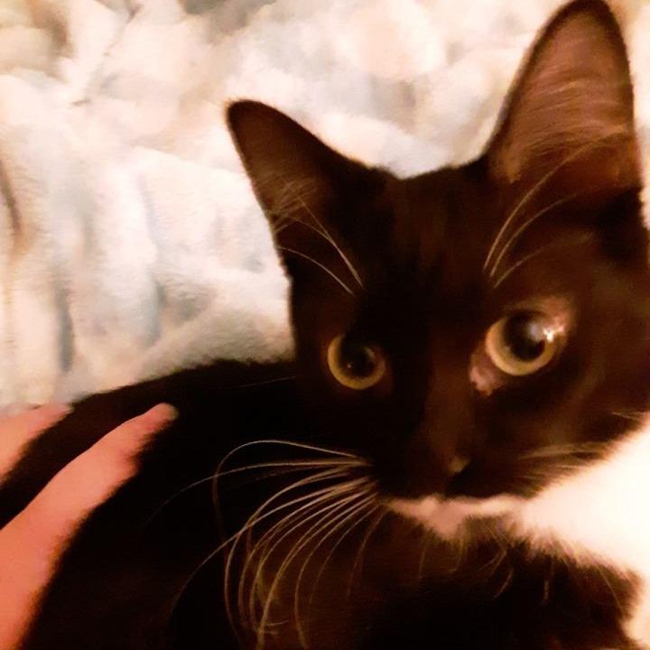 Caprice, Adoptable, Young Female Domestic Short Hair.