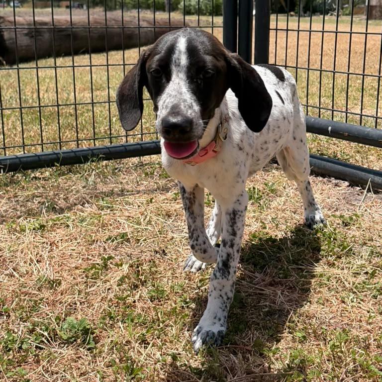 Tofu, Adoptable, Puppy Female Pointer.