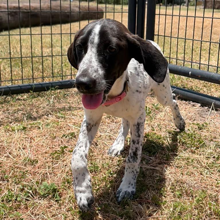 Enlarge Tofu, a Adoptable Pointer in Harlingen, TX image 2/6