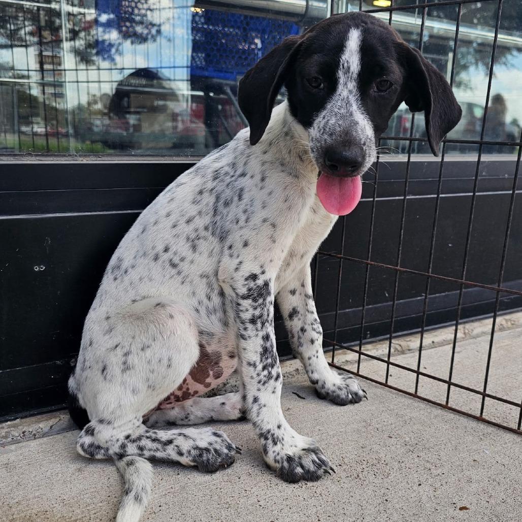 Enlarge Tofu, a Adoptable Pointer in Harlingen, TX image 3/6