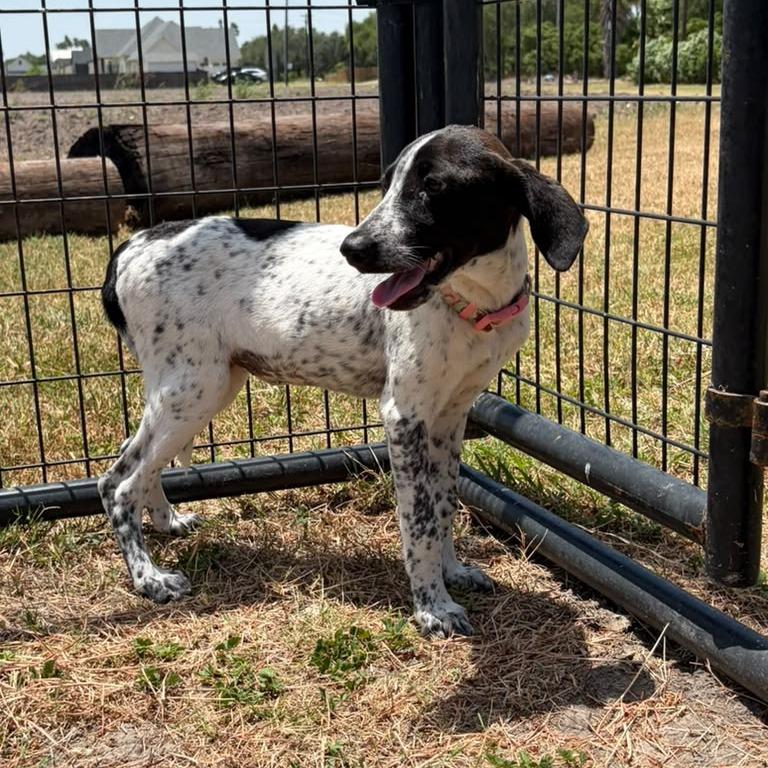 Enlarge Tofu, a Adoptable Pointer in Harlingen, TX image 4/6