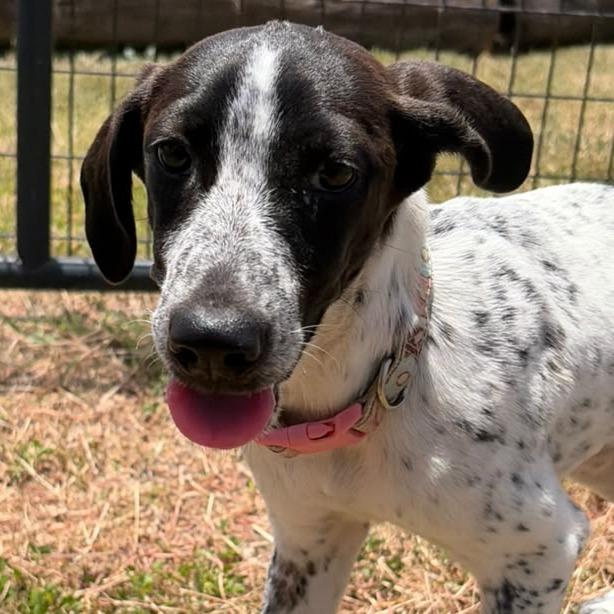 Enlarge Tofu, a Adoptable Pointer in Harlingen, TX image 5/6