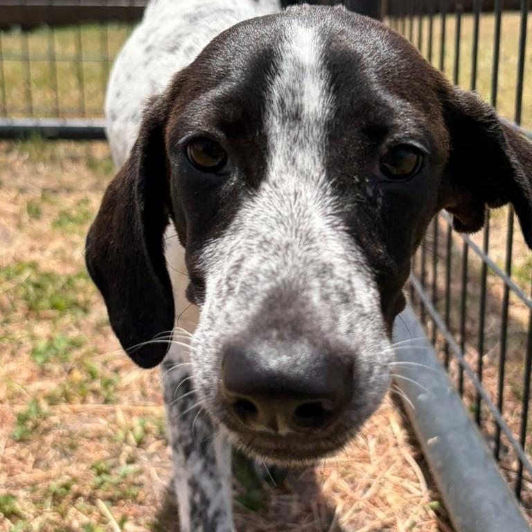 Enlarge Tofu, a Adoptable Pointer in Harlingen, TX image 6/6
