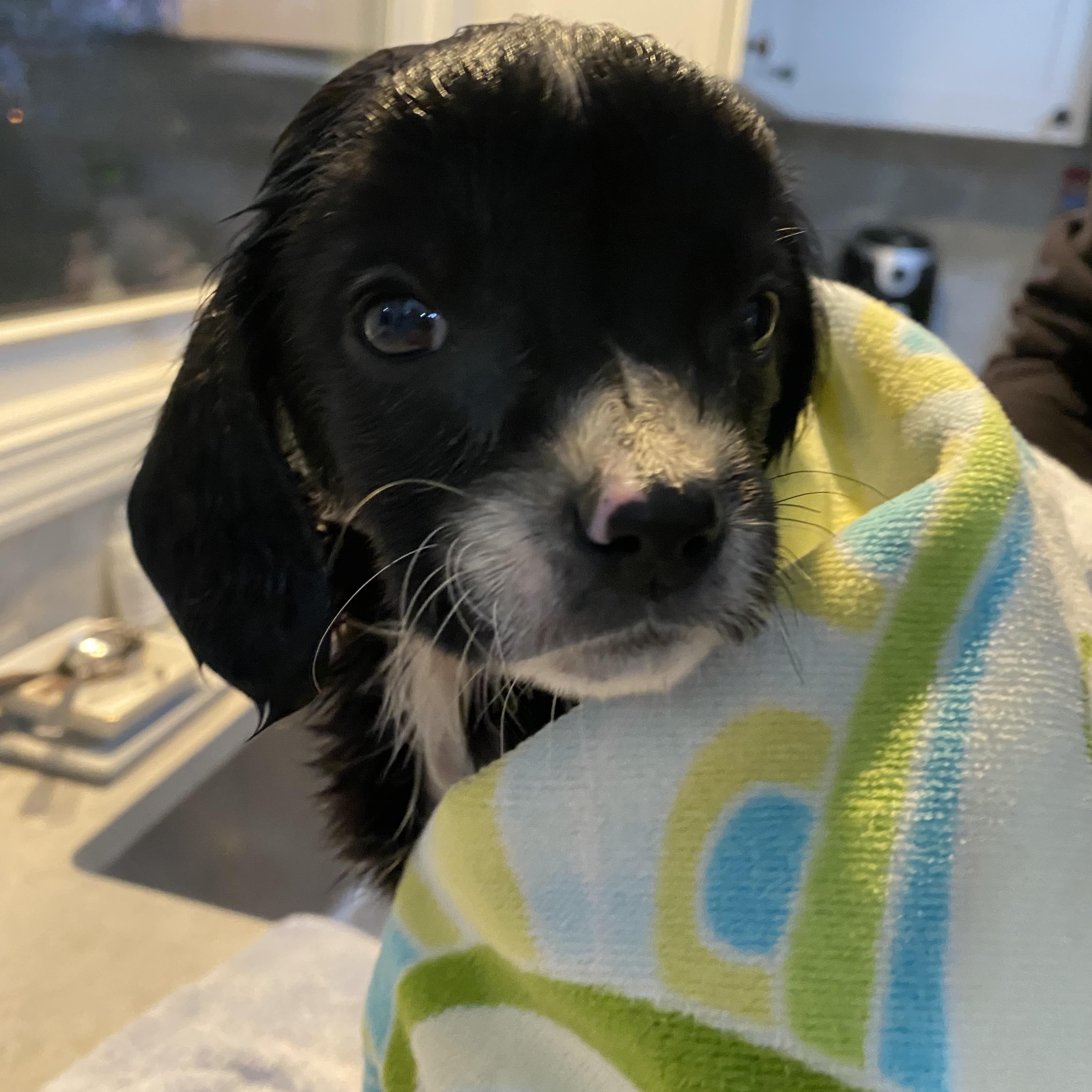 Enlarge Florence, a ADOPTABLE mixed breed in Byron, IL image 2/6