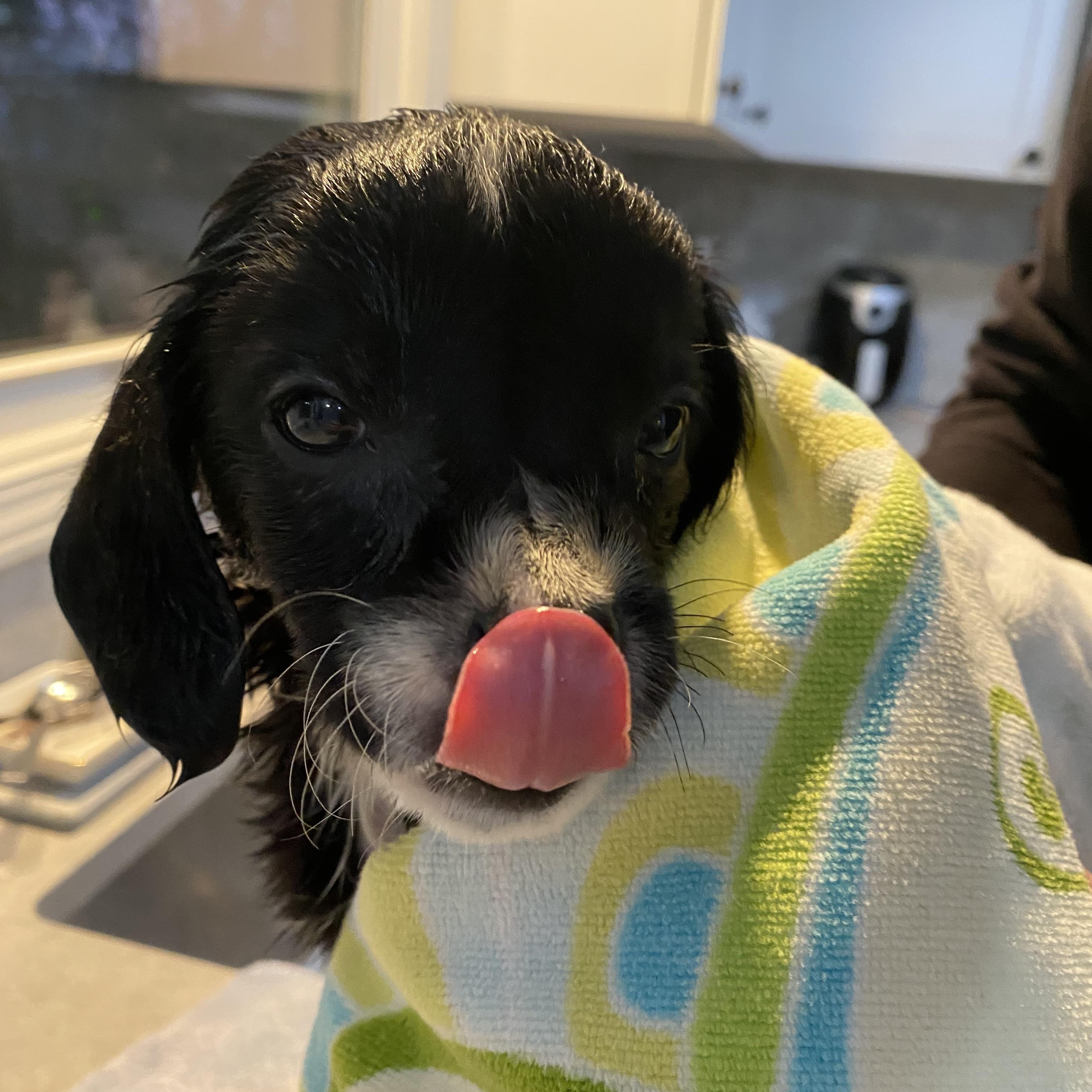 Enlarge Florence, a ADOPTABLE mixed breed in Byron, IL image 3/6