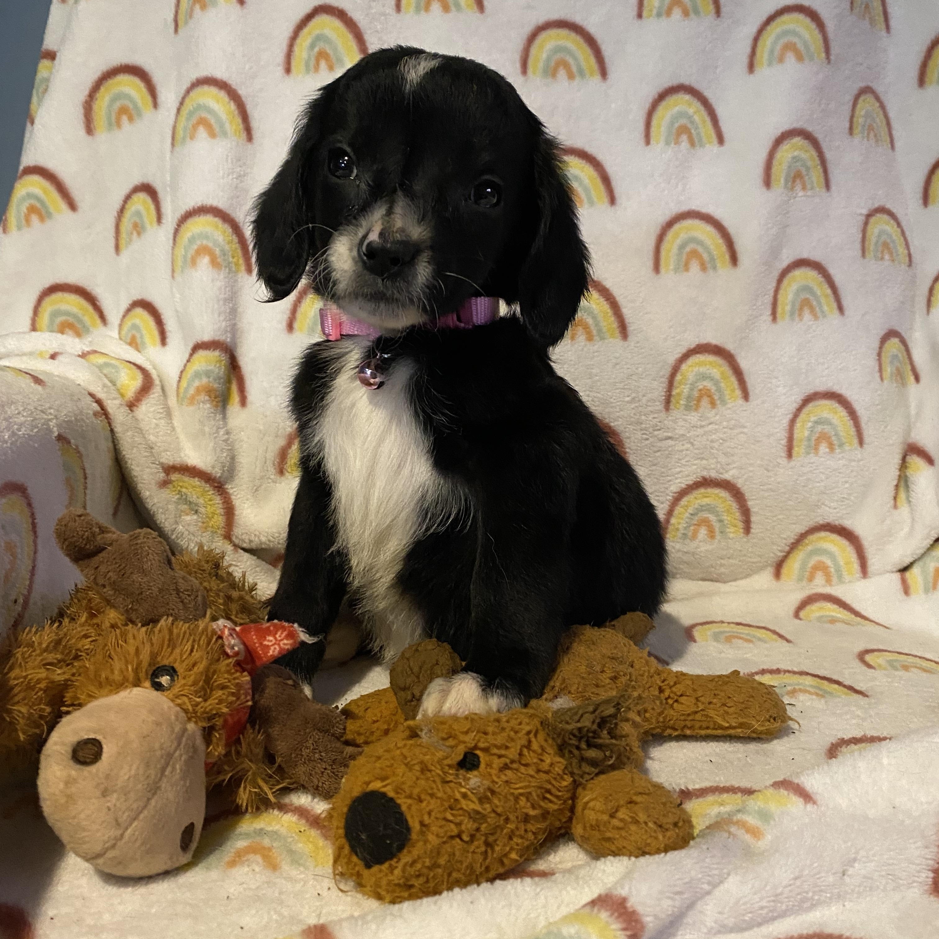 Enlarge Florence, a ADOPTABLE mixed breed in Byron, IL image 5/6