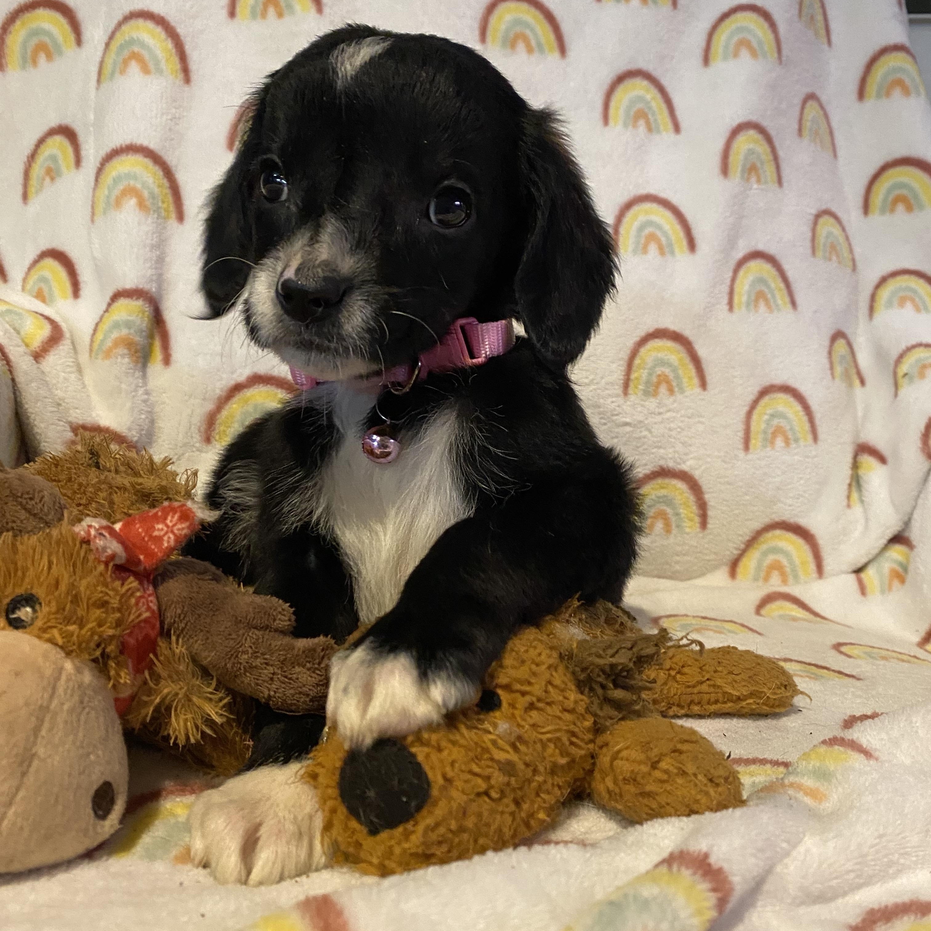 Enlarge Florence, a ADOPTABLE mixed breed in Byron, IL image 6/6