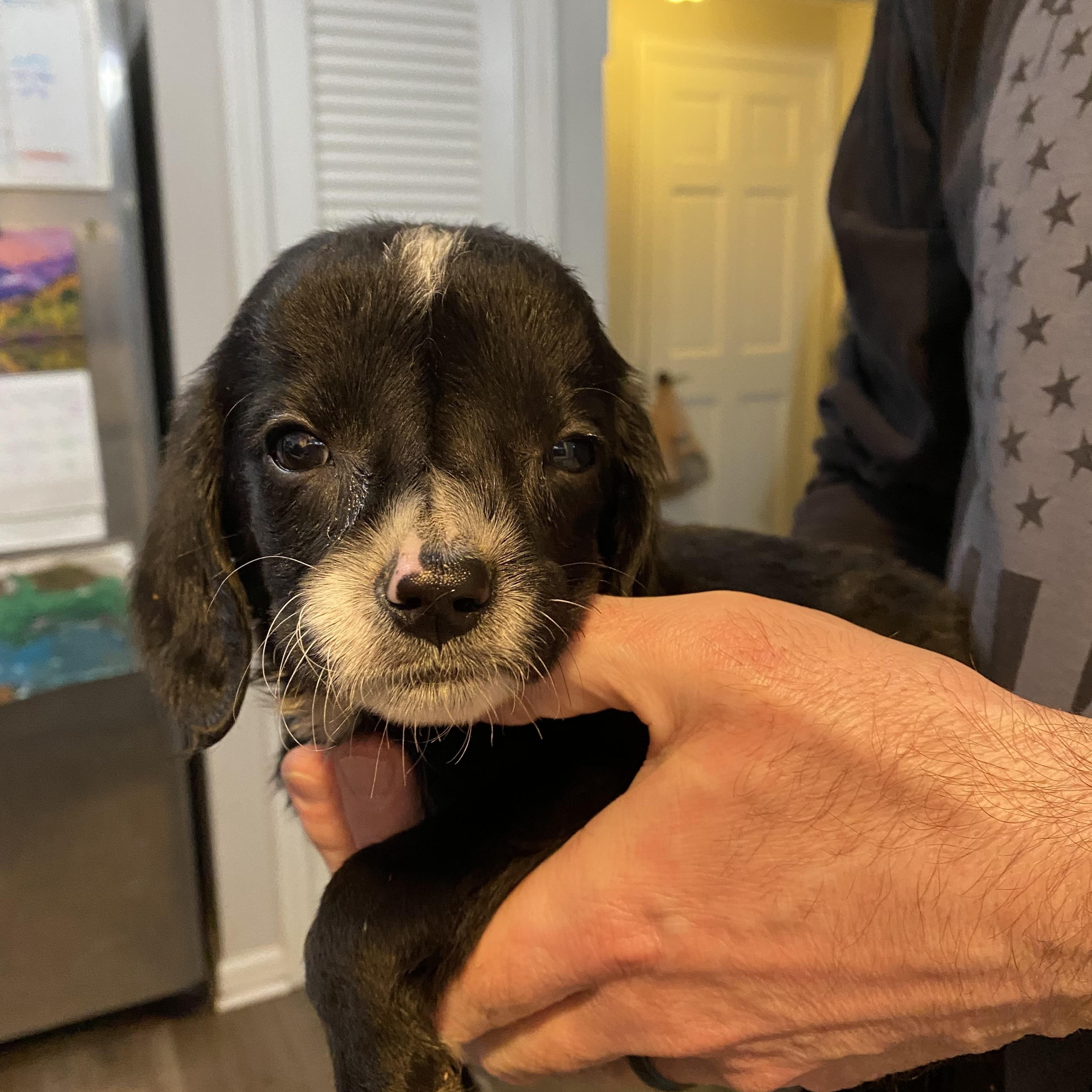 Enlarge Florence, a ADOPTABLE mixed breed in Byron, IL image 4/6