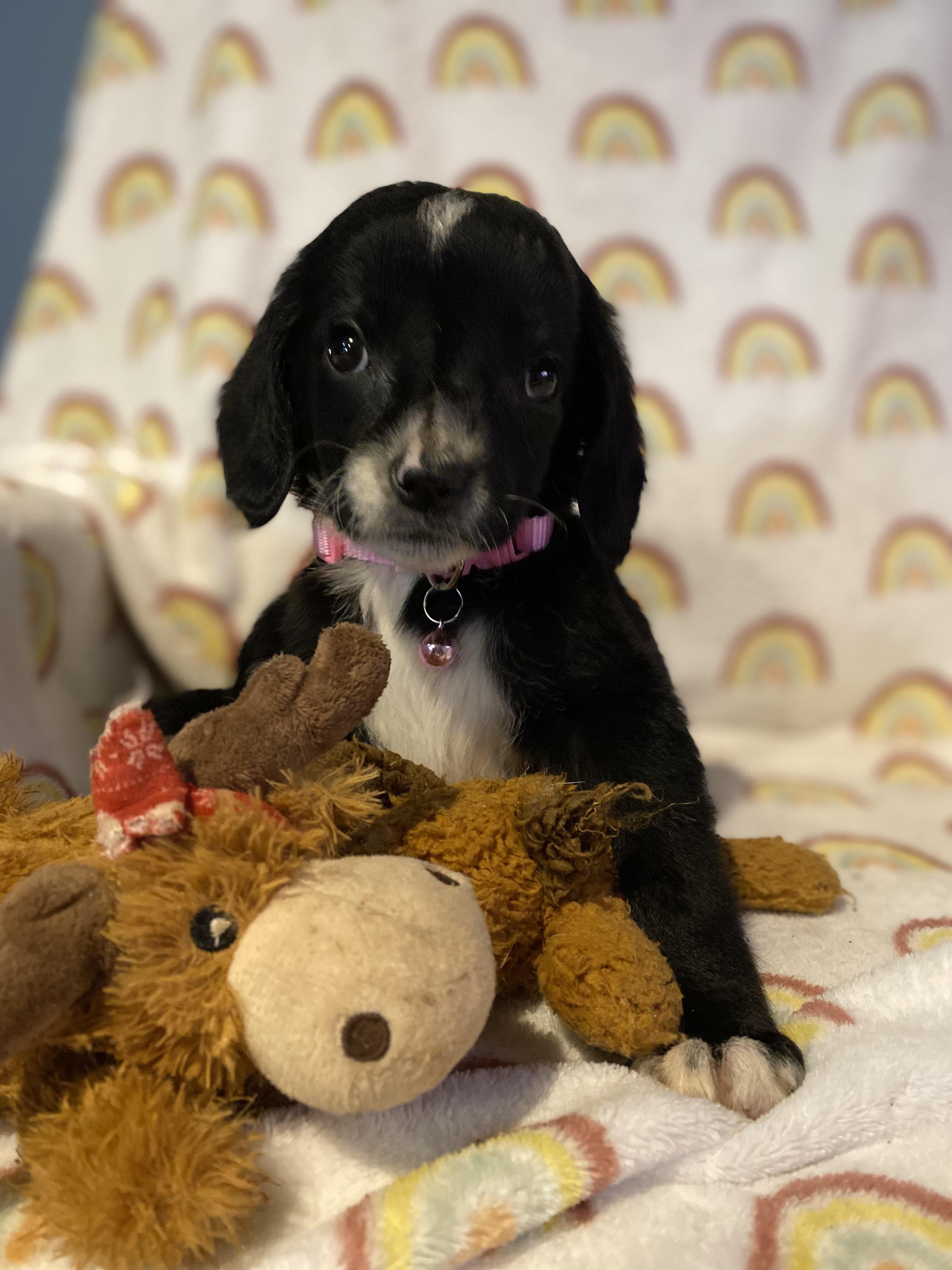 Enlarge Florence, a ADOPTABLE mixed breed in Byron, IL image 1/6