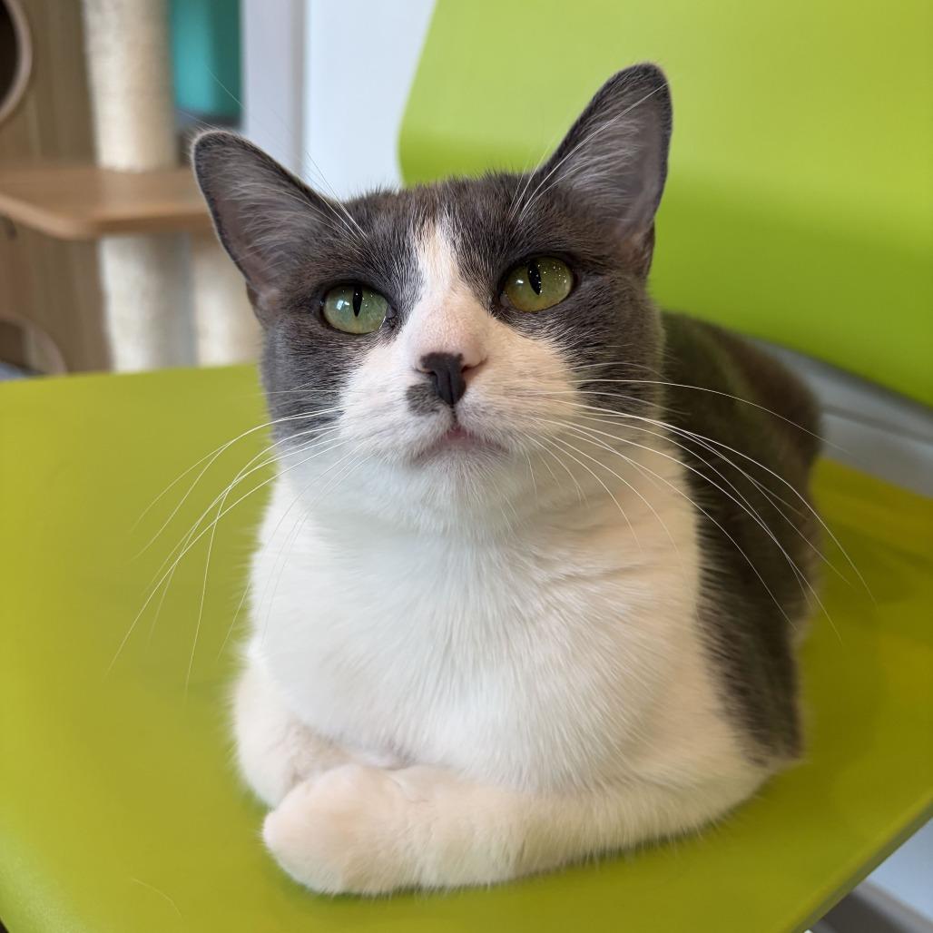 Enlarge Lemonade, a Adoptable Domestic Short Hair in Louisville, KY image 1/6