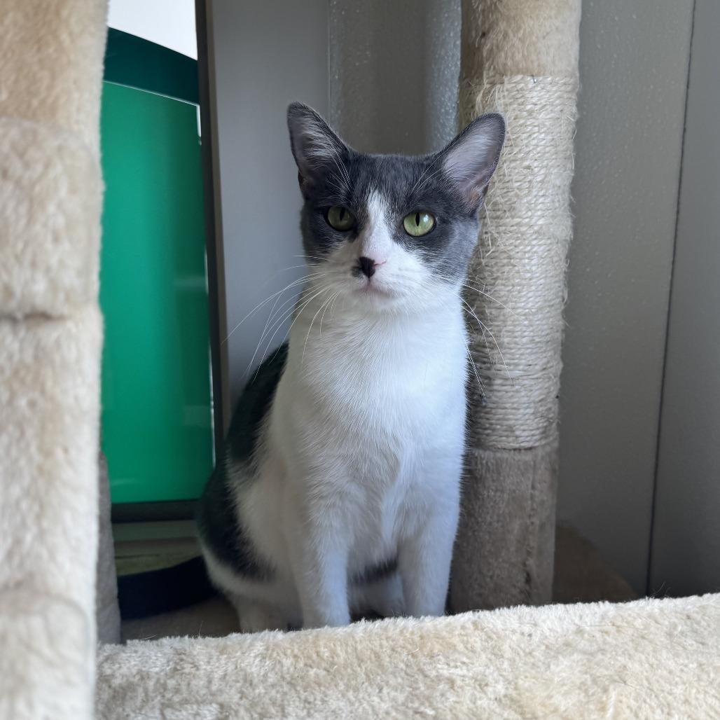 Enlarge Lemonade, a Adoptable Domestic Short Hair in Louisville, KY image 2/6