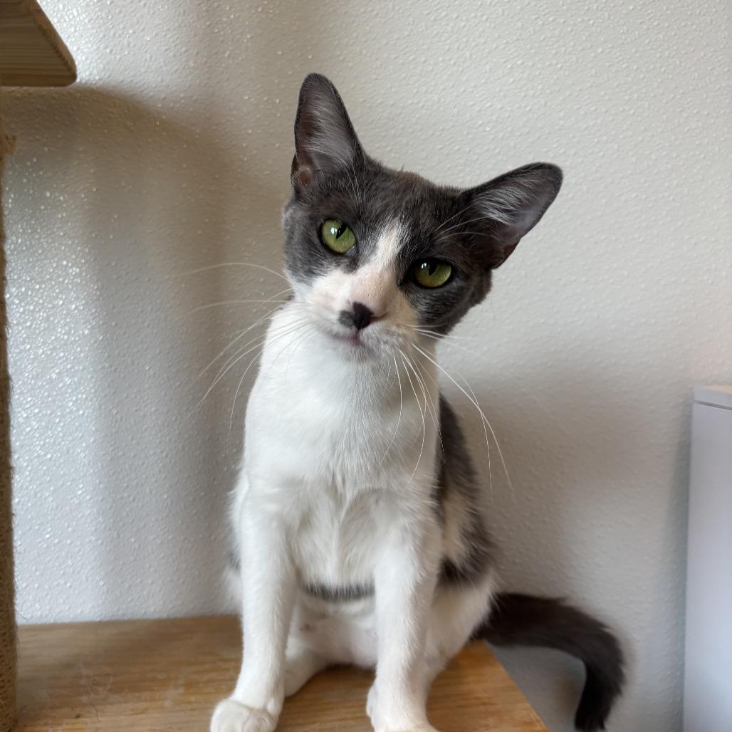 Enlarge Lemonade, a Adoptable Domestic Short Hair in Louisville, KY image 3/6