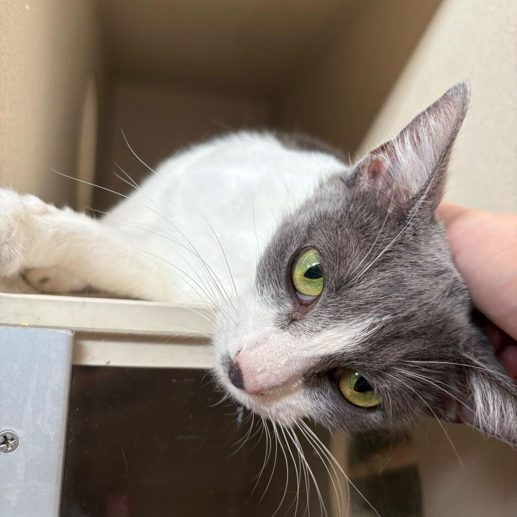 Lemonade, Adoptable, Young Female Domestic Short Hair.